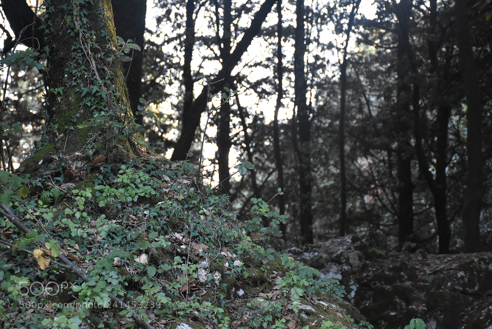 Nikon D7200 sample photo. Untitled photography