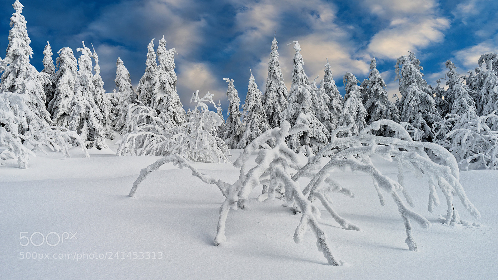 Sony a7 II sample photo. Im schnee photography