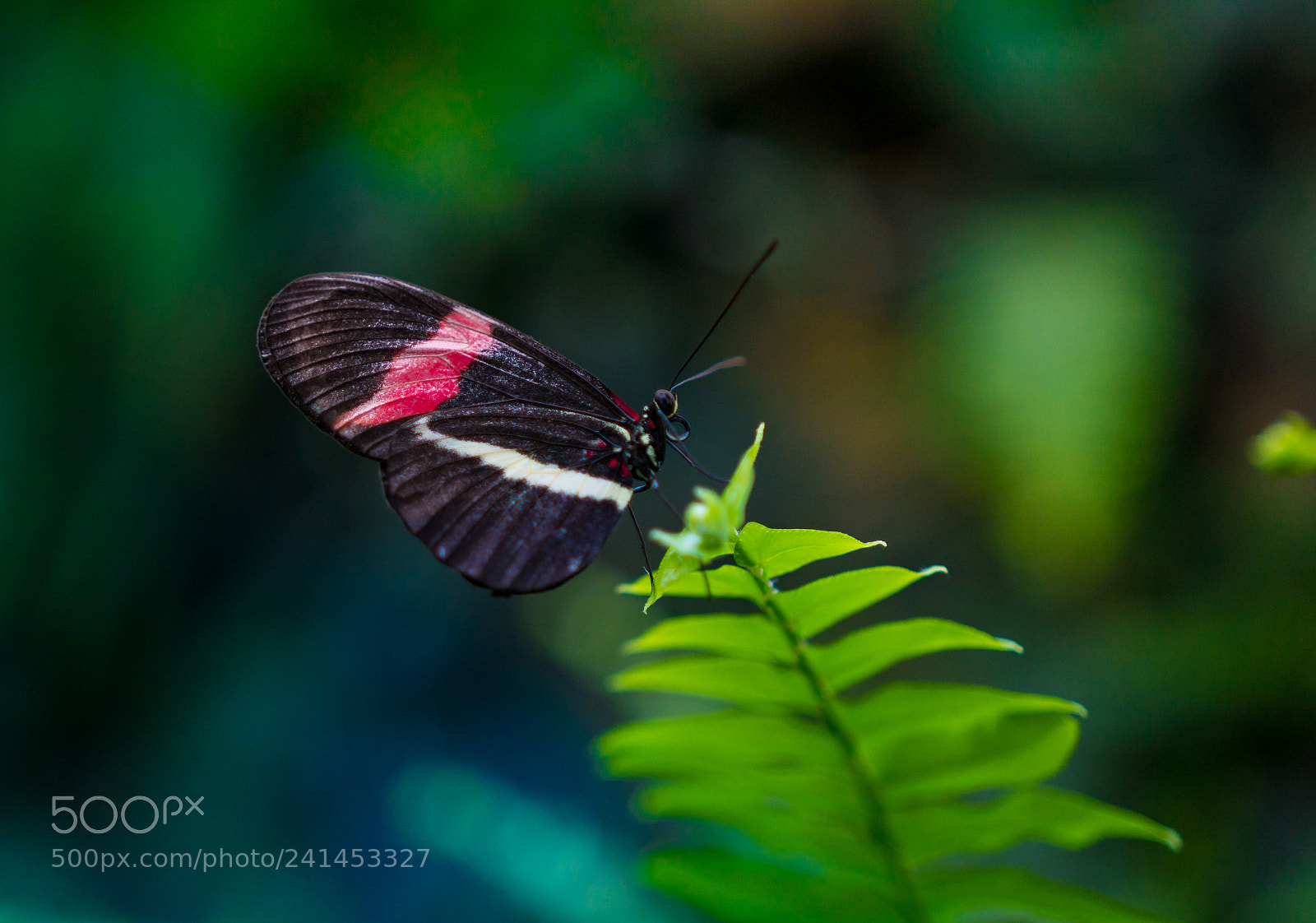 Sony a6300 sample photo. Butterfly photography