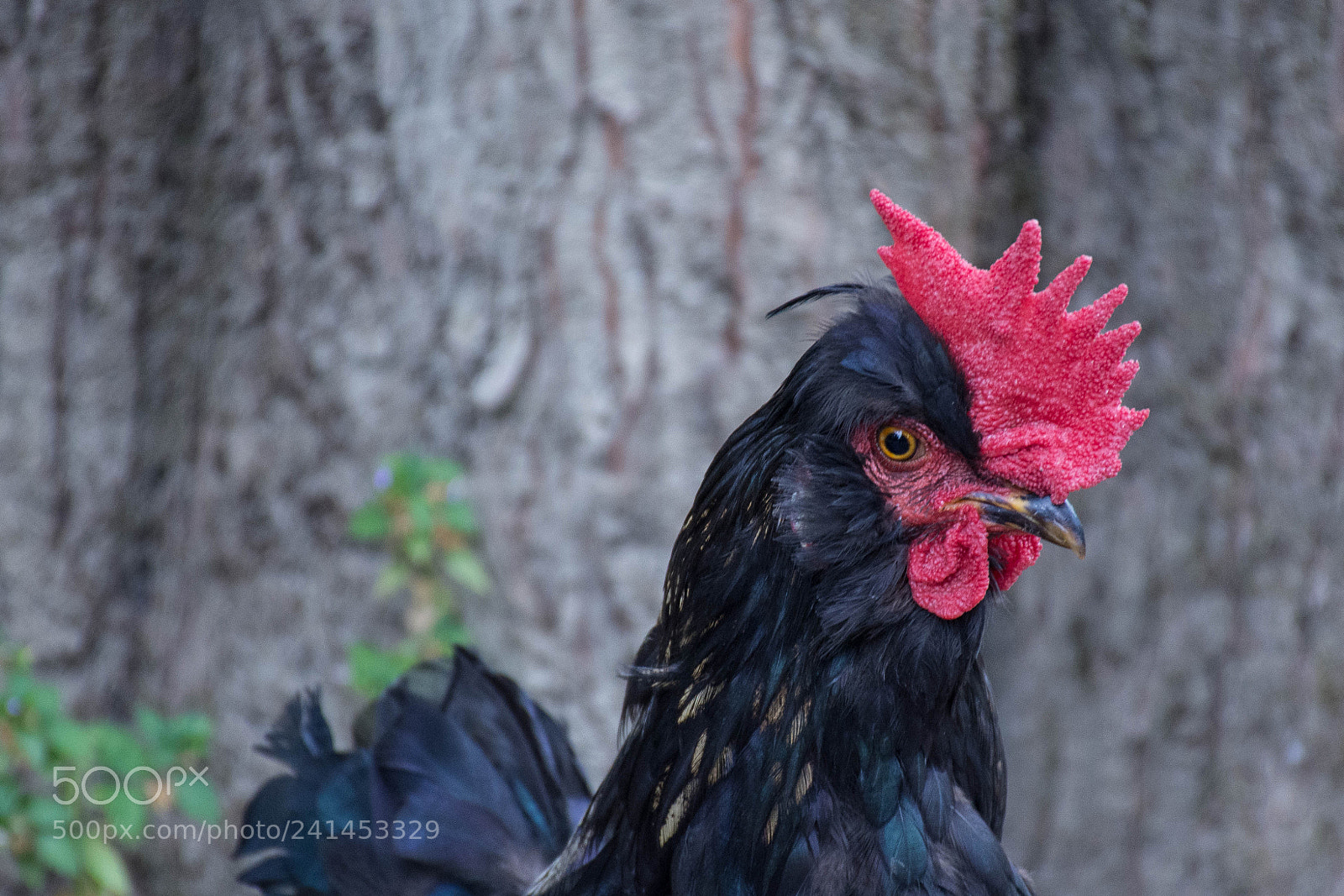 Nikon D7200 sample photo. I m sexy and photography