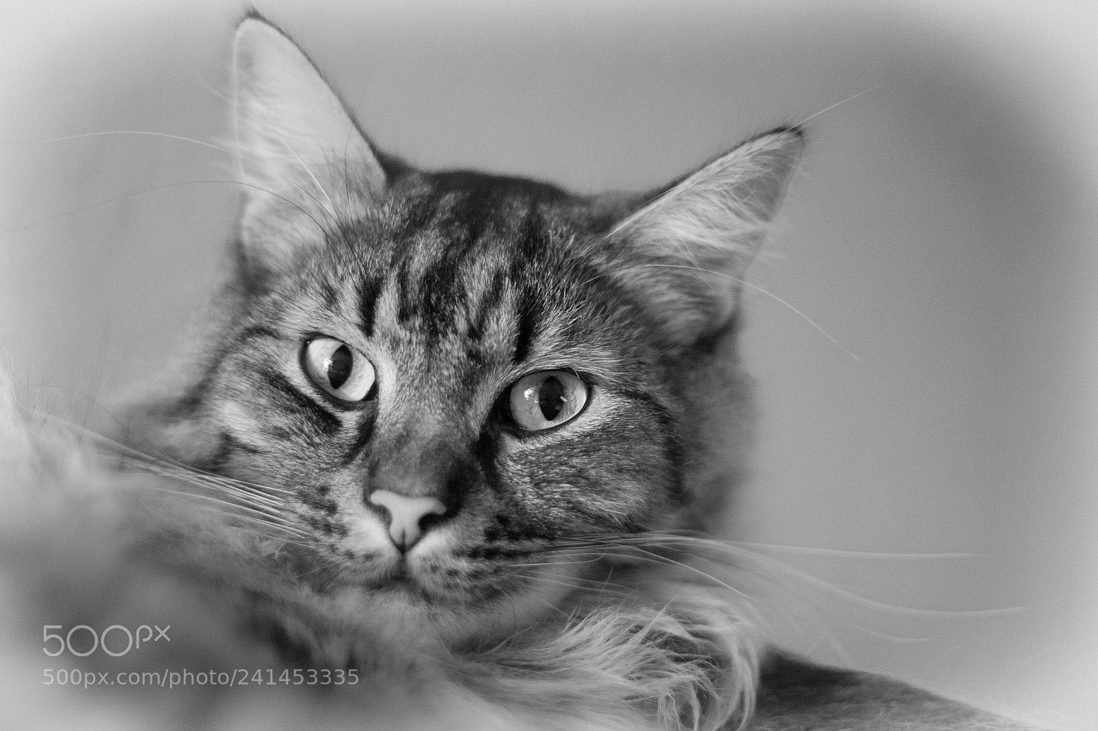 Canon EOS 60D sample photo. Chewbacca bw photography