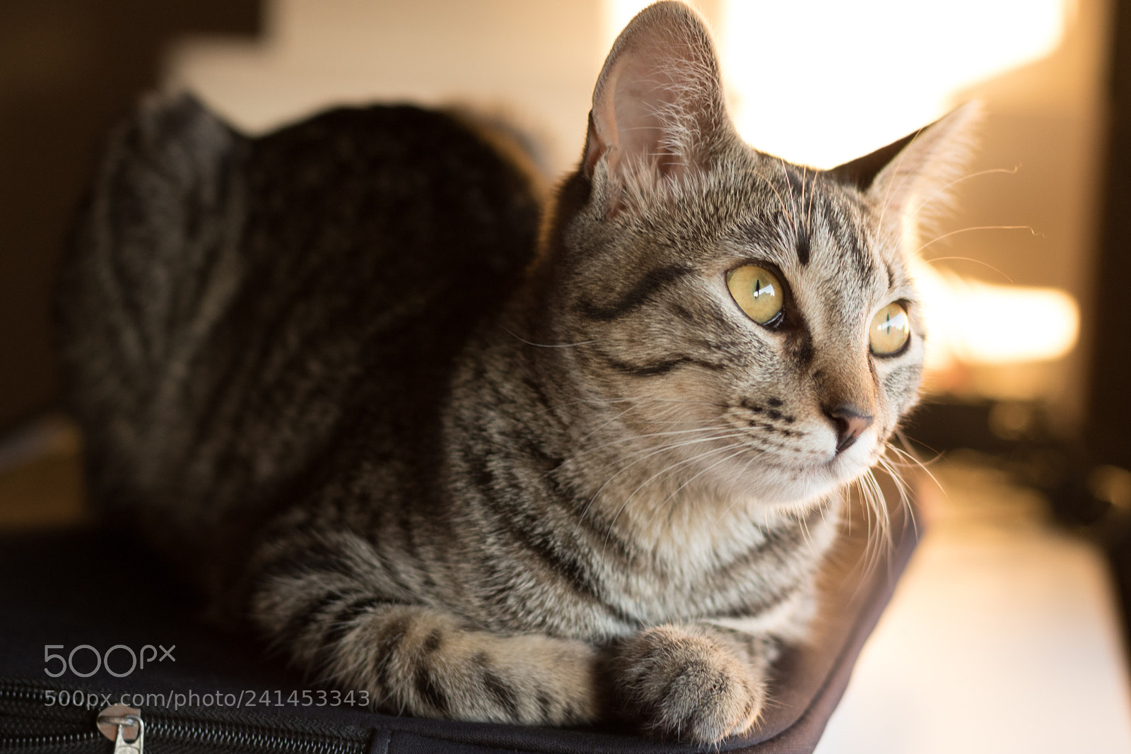Canon EOS 750D (EOS Rebel T6i / EOS Kiss X8i) sample photo. Mila photography
