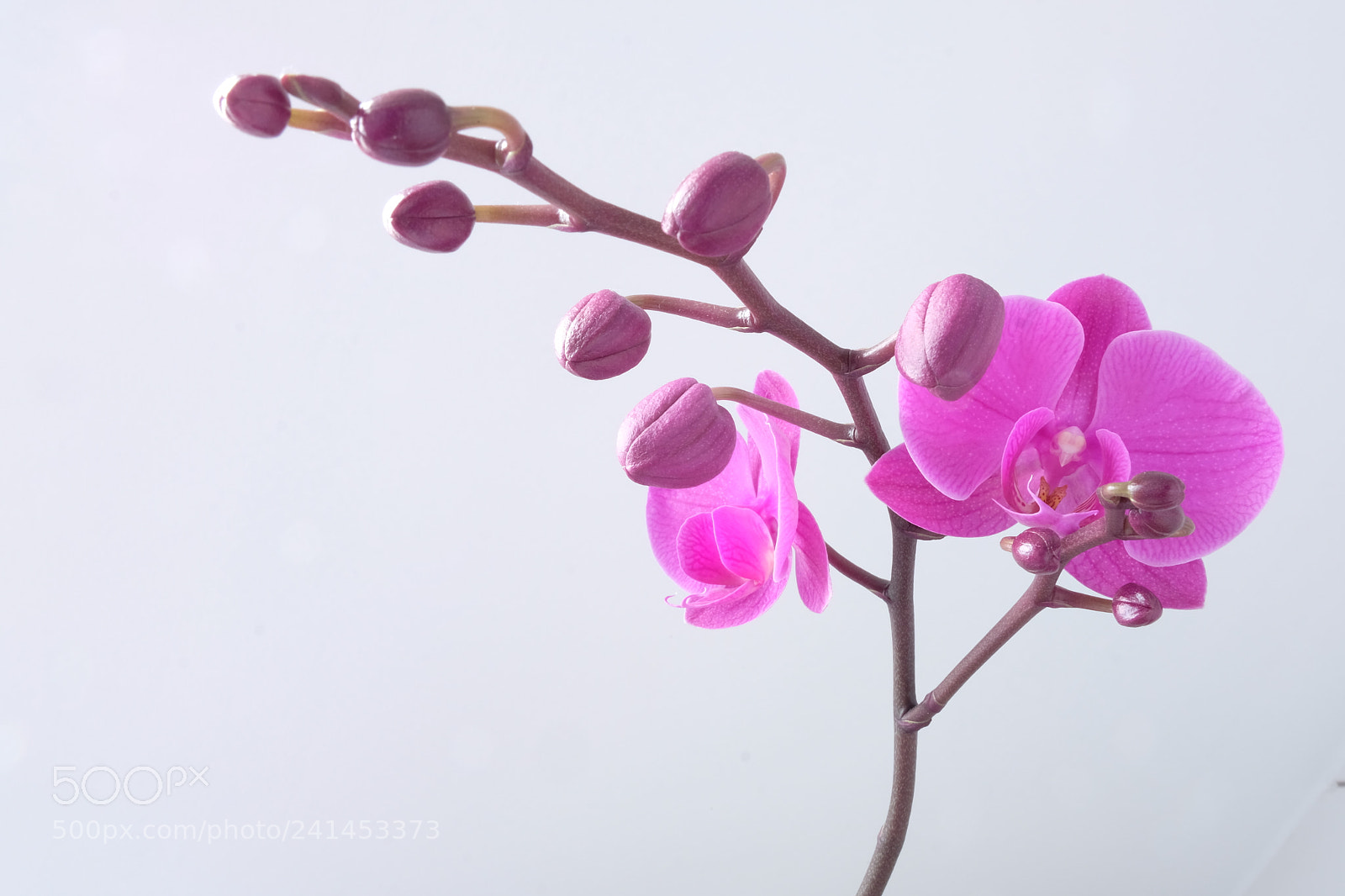 Fujifilm X-T20 sample photo. Pinkorchid photography