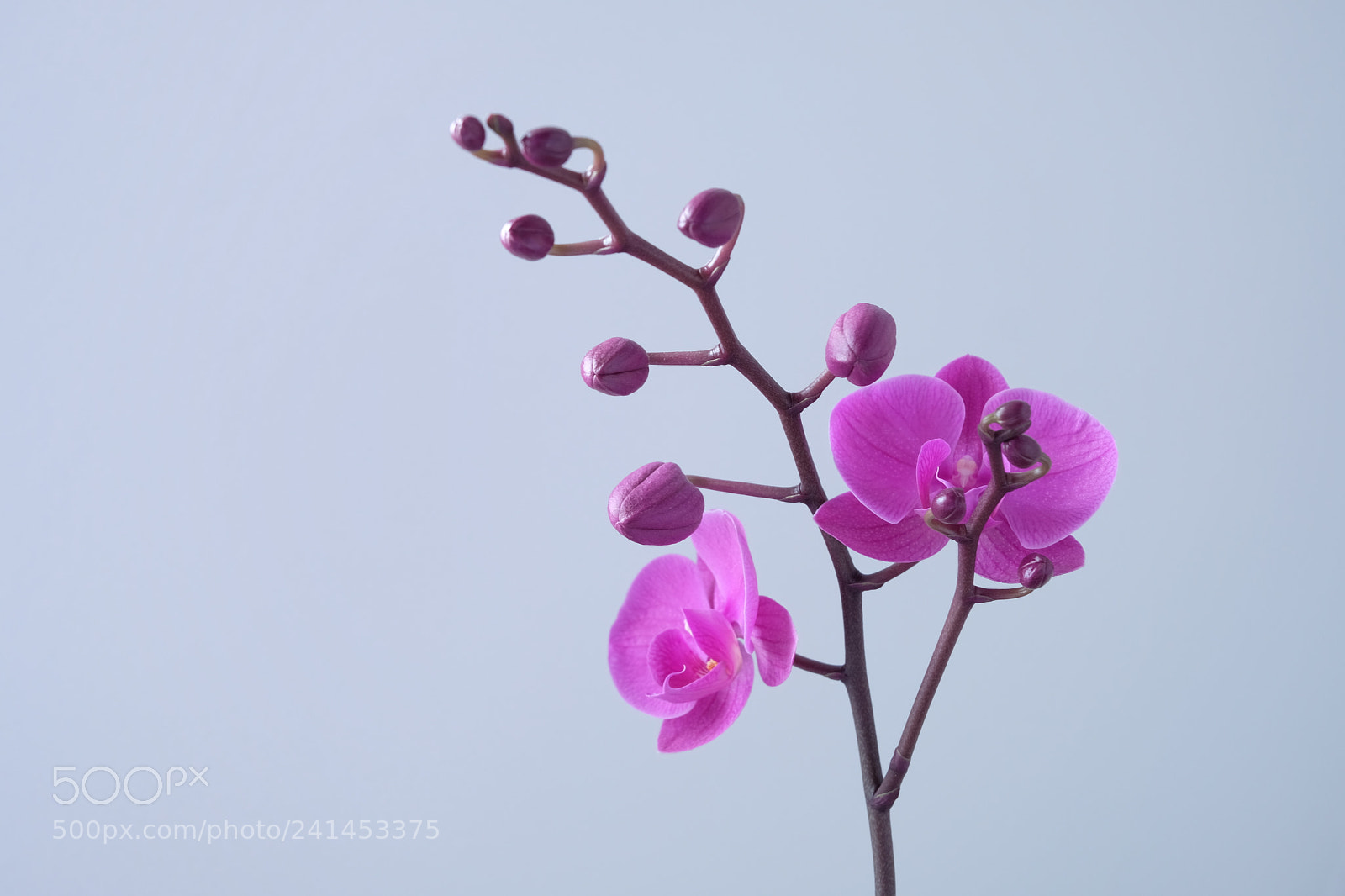 Fujifilm X-T20 sample photo. Pinkorchid photography
