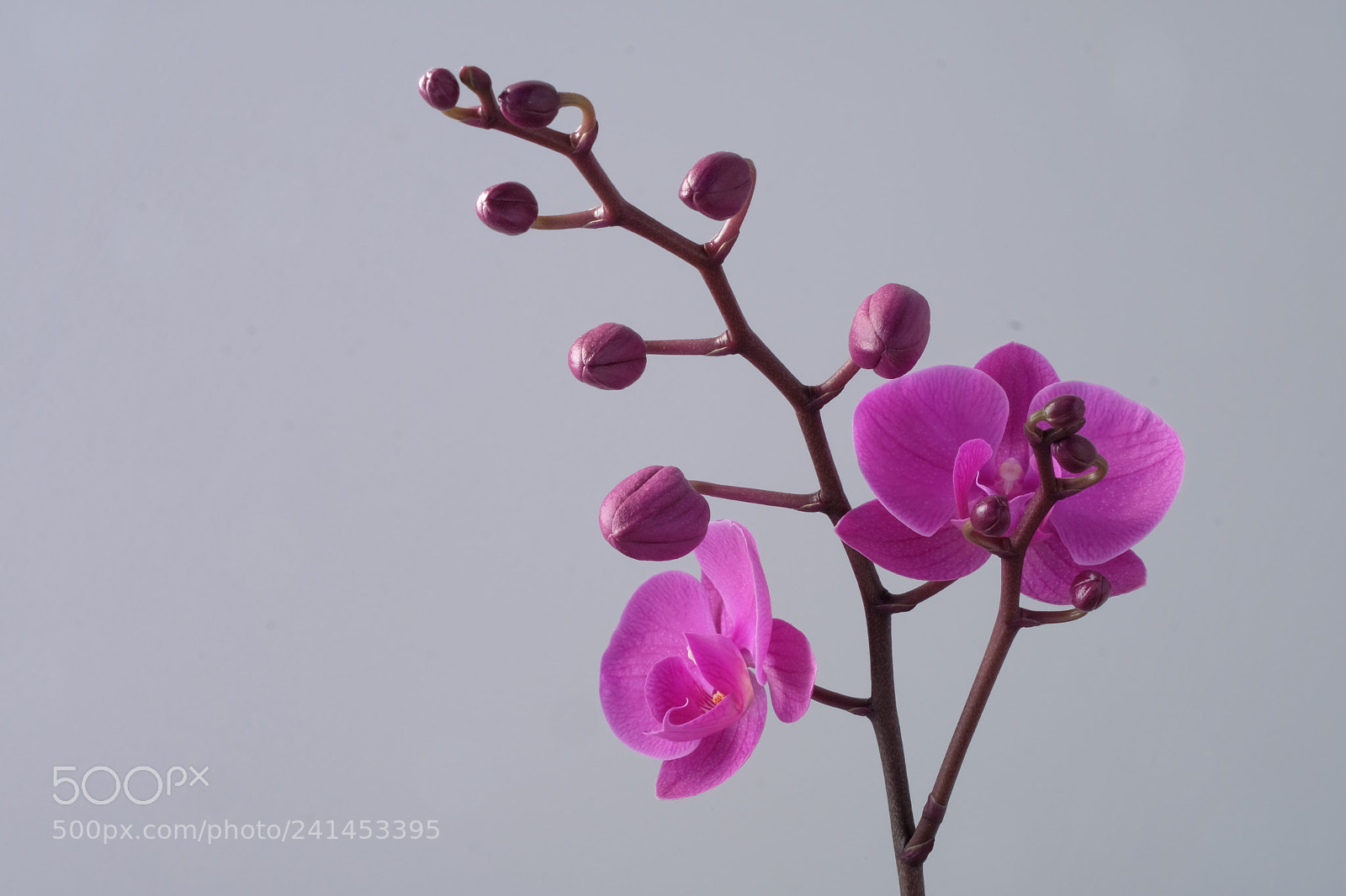 Fujifilm X-T20 sample photo. Pinkorchid photography