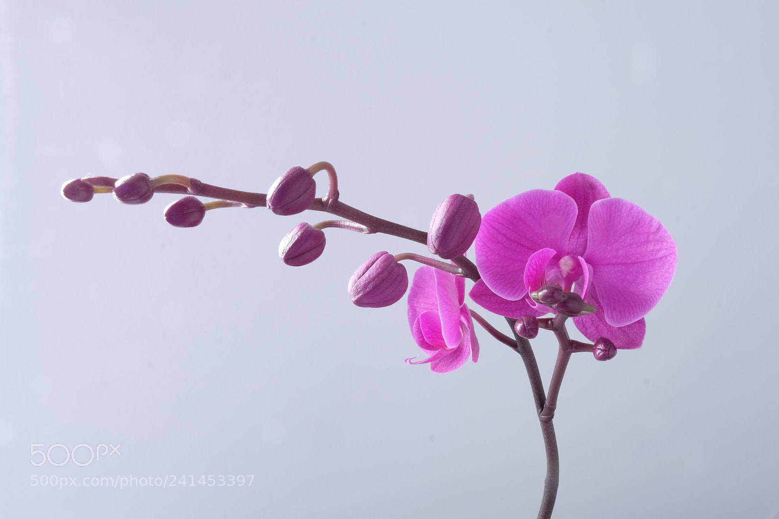 Fujifilm X-T20 sample photo. Pinkorchid photography