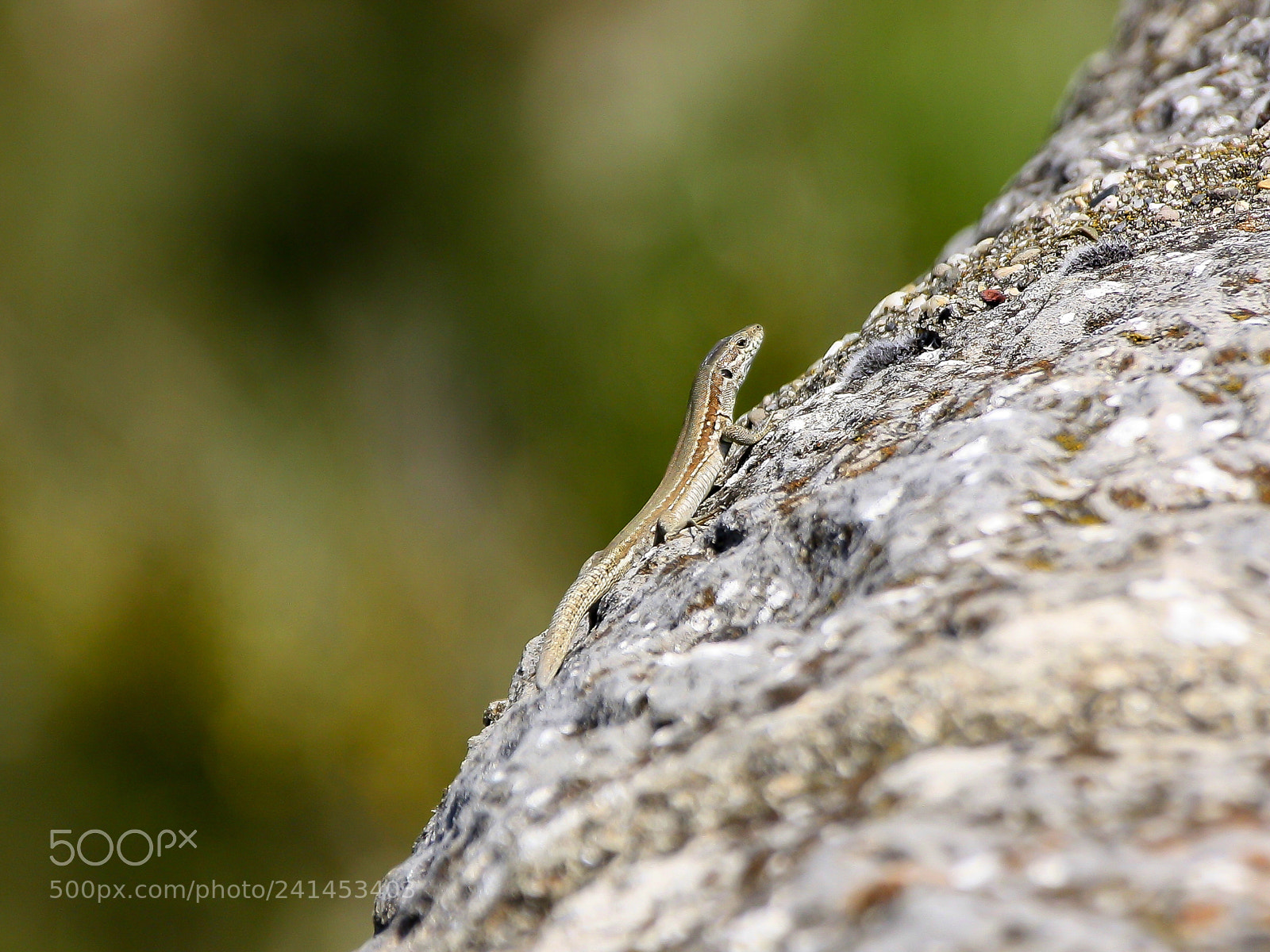 Canon EOS 450D (EOS Rebel XSi / EOS Kiss X2) sample photo. Little lizard photography