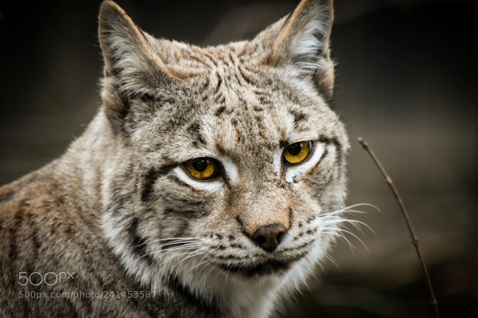 Nikon D5500 sample photo. Lynx in the zoo photography