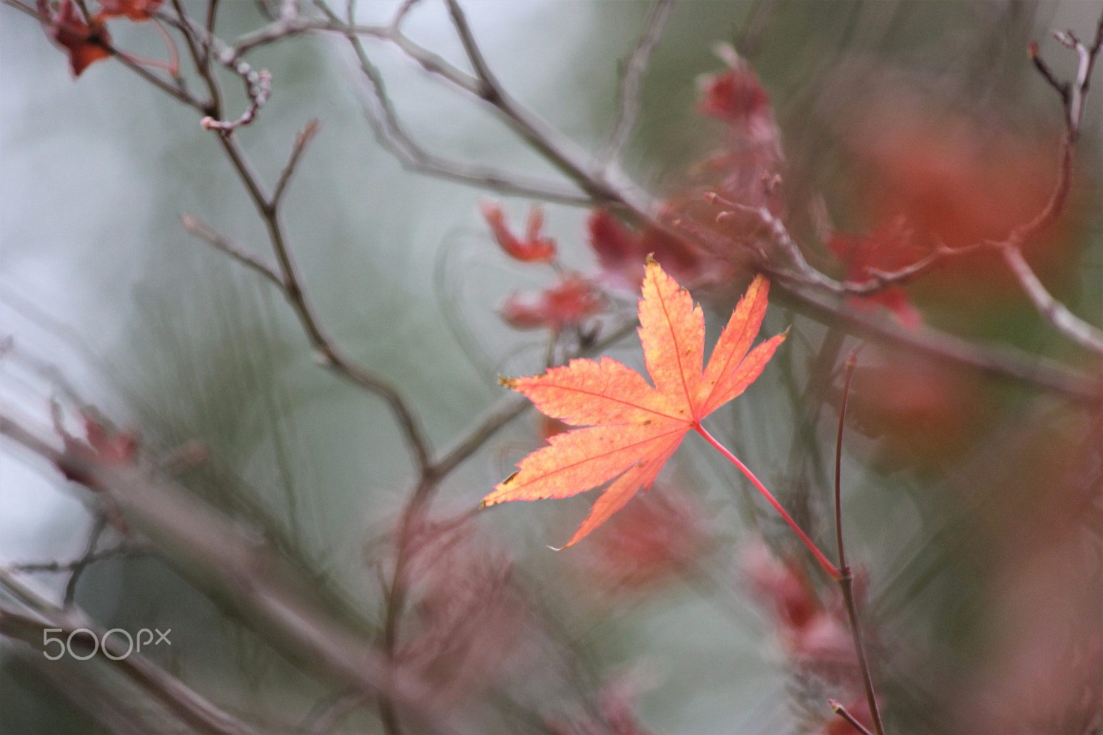 Canon EF-S 55-250mm F4-5.6 IS II sample photo. An autumn leaf photography