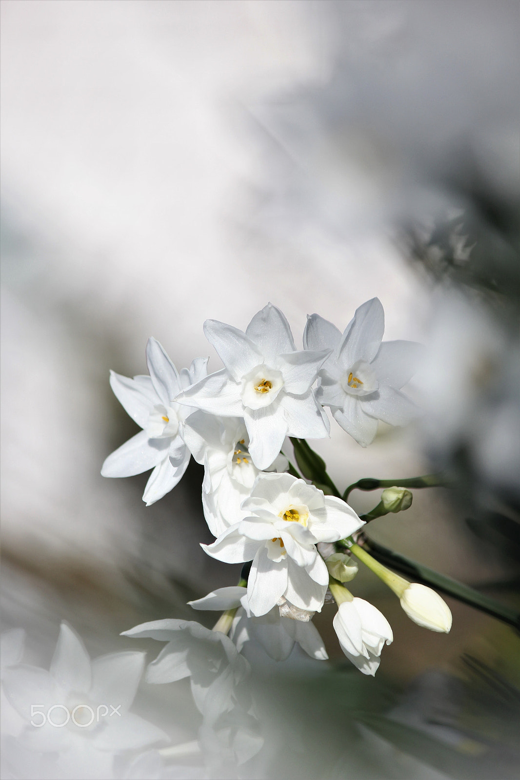 Canon EF-S 55-250mm F4-5.6 IS II sample photo. In the dream photography