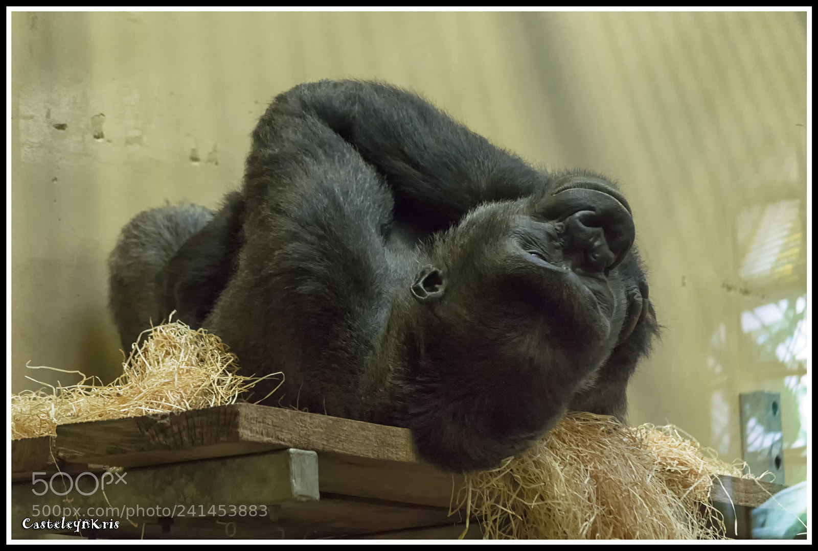 Nikon D3200 sample photo. This monkey gone to photography