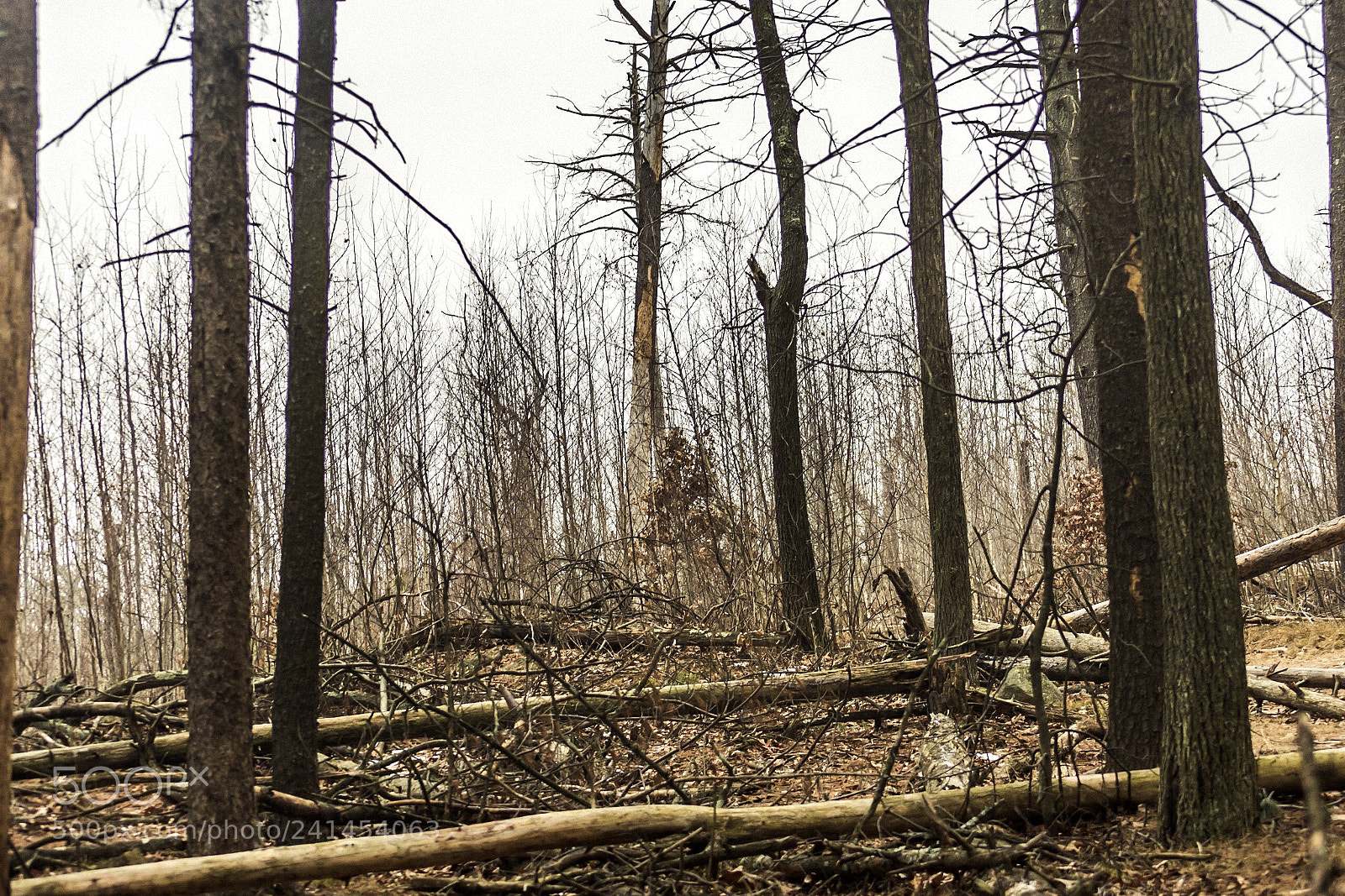 Nikon D7200 sample photo. After the wind photography