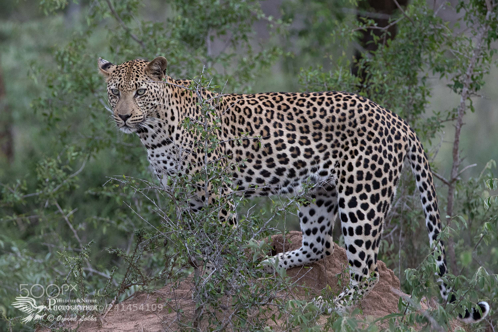 Canon EOS-1D X Mark II sample photo. Leopard photography