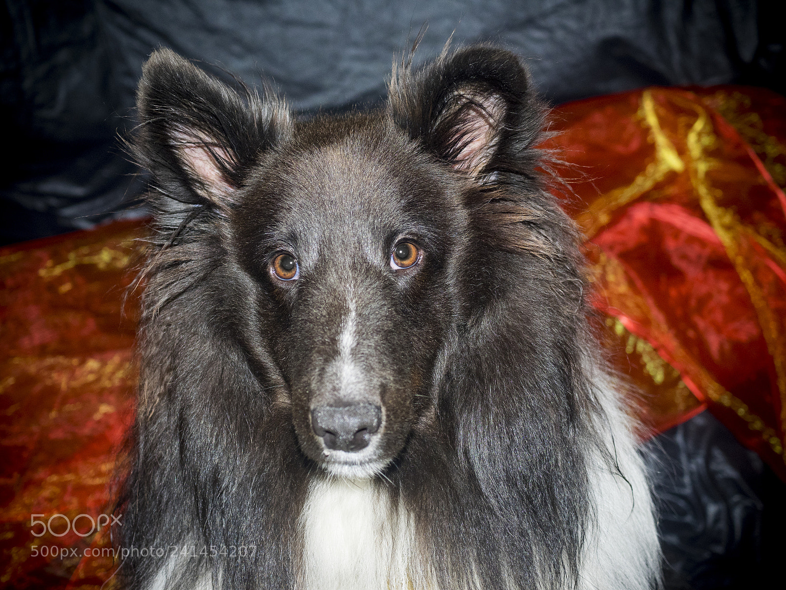 Olympus OM-D E-M1 sample photo. Cute sheltie dog photography