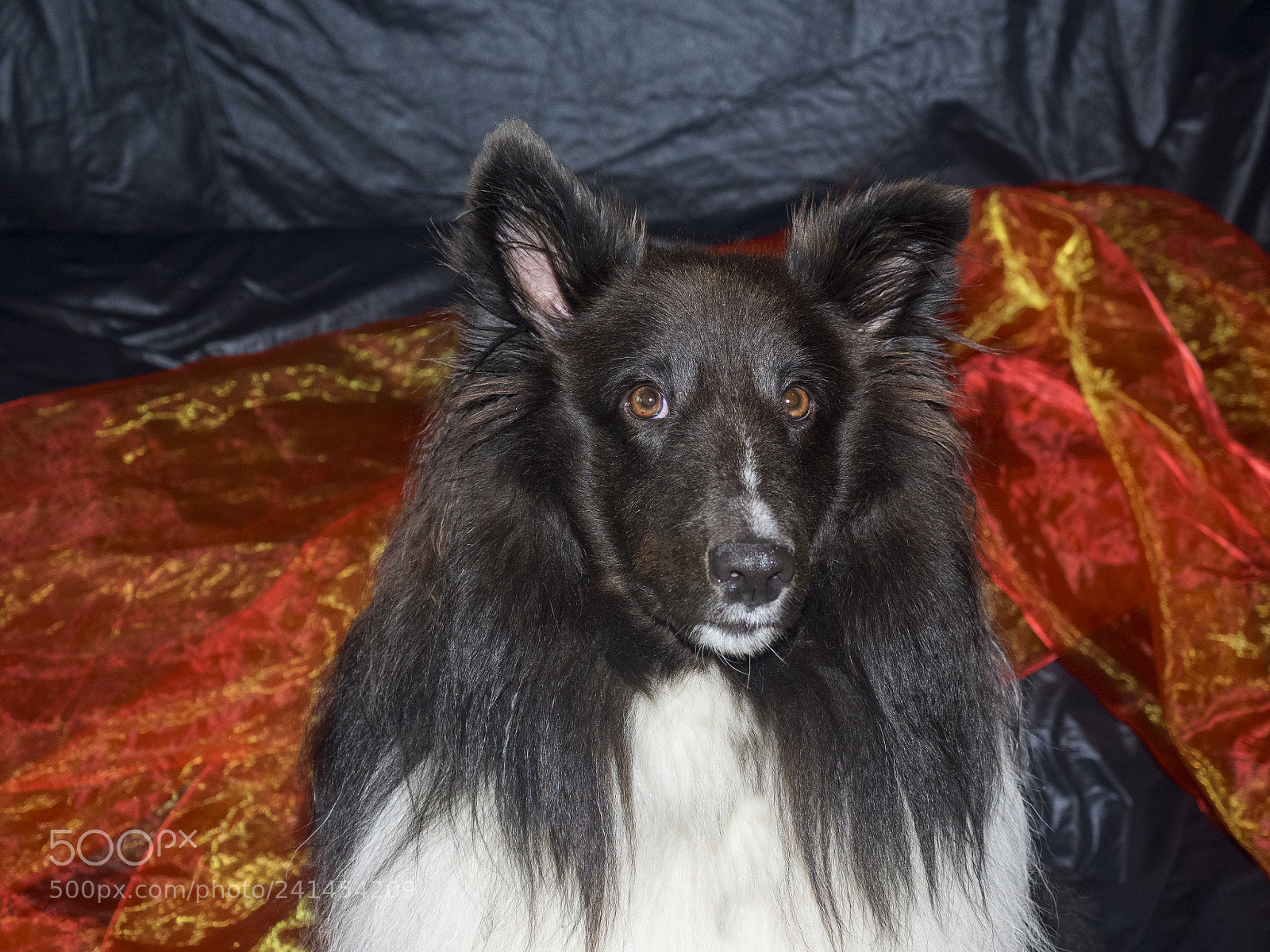Olympus OM-D E-M1 sample photo. Cute sheltie dog photography