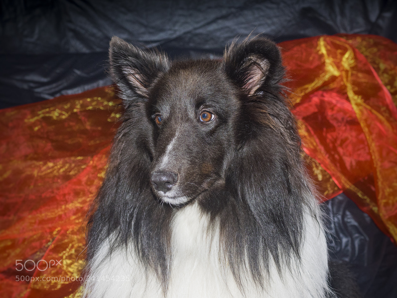 Olympus OM-D E-M1 sample photo. Cute sheltie dog photography