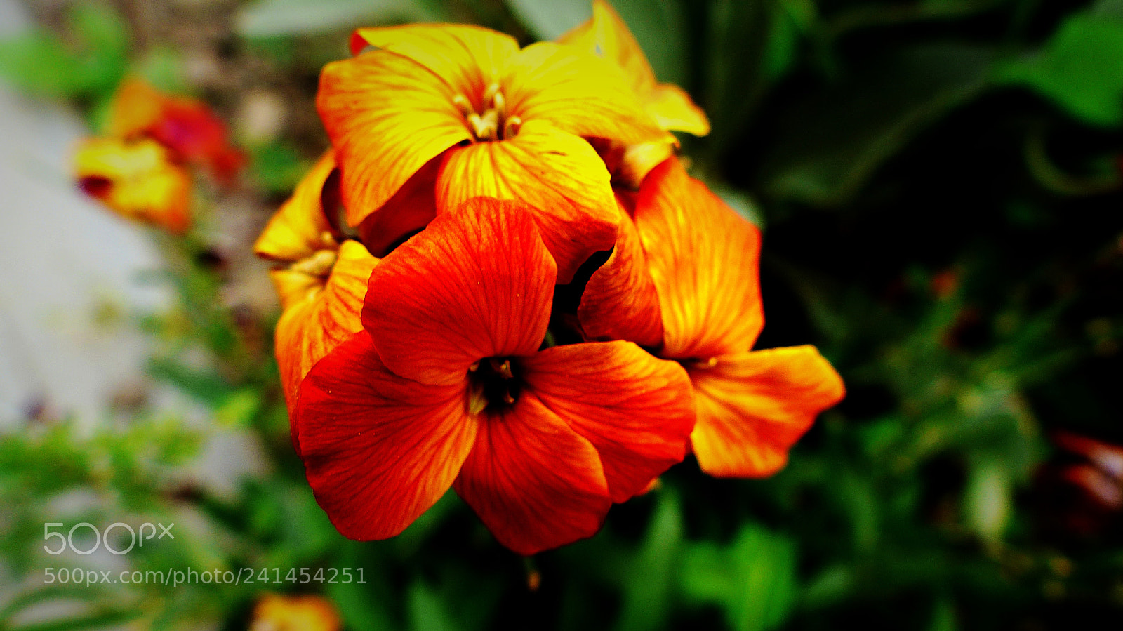 Panasonic Lumix DMC-FZ200 sample photo. Flowers photography