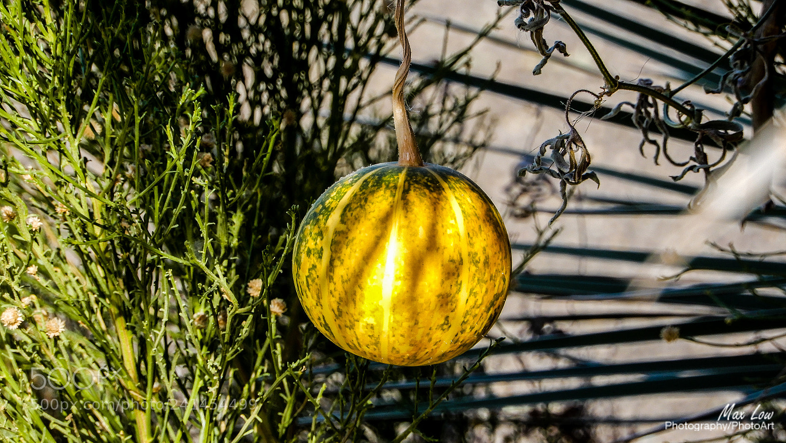 Nikon Coolpix A900 sample photo. Looks like a melon photography