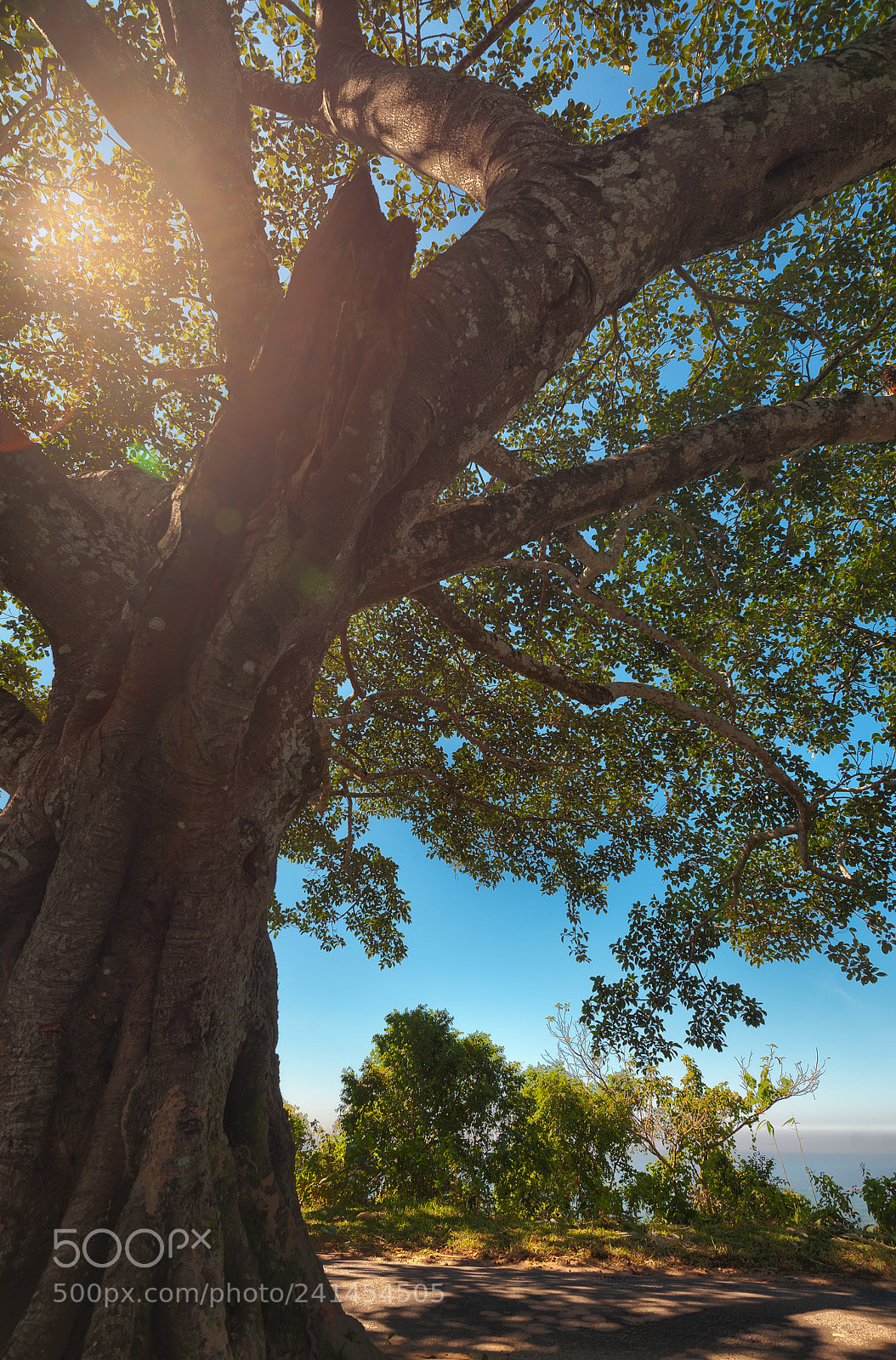 Nikon D700 sample photo. Blue mountains photography