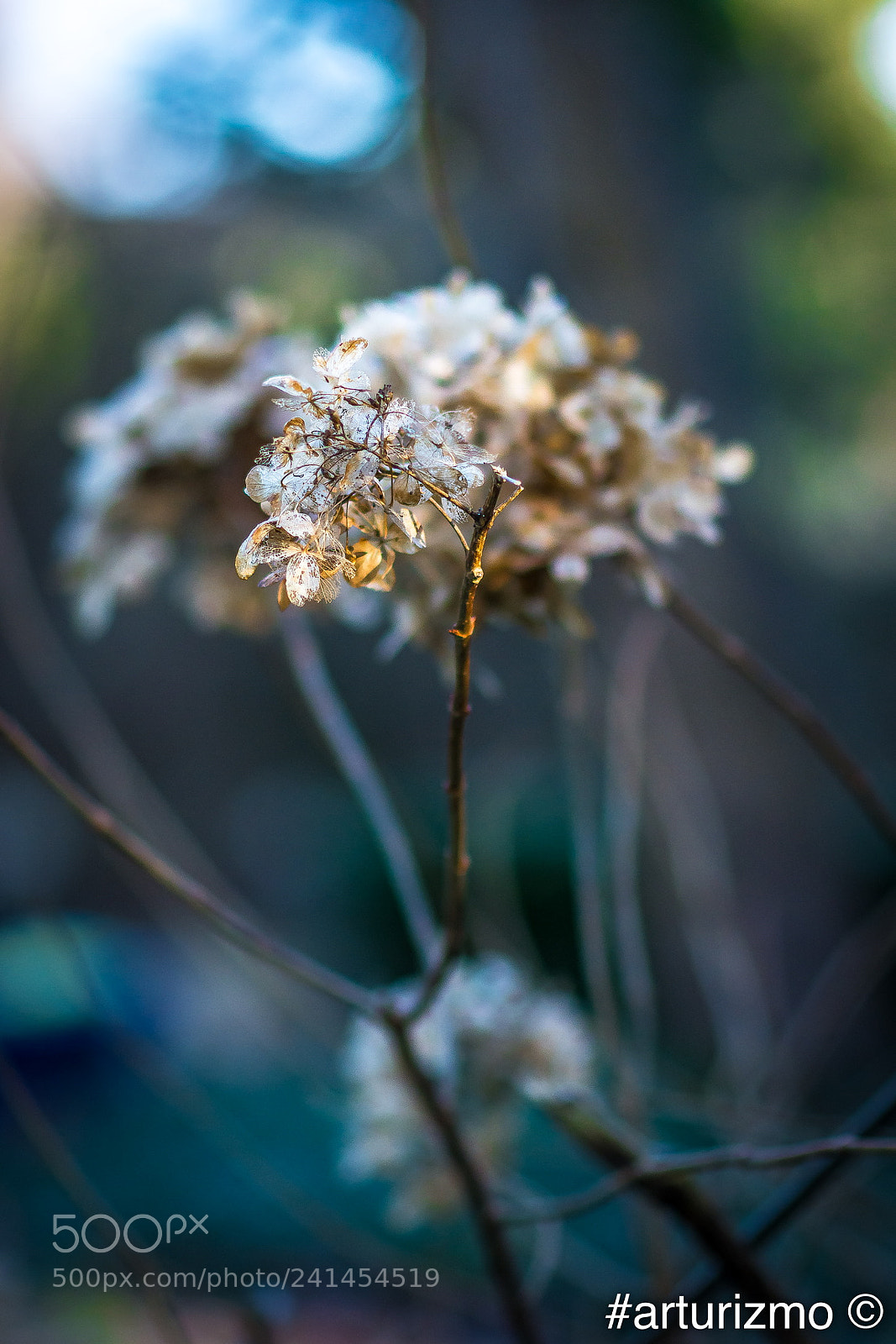 Nikon D7200 sample photo. Plants photography
