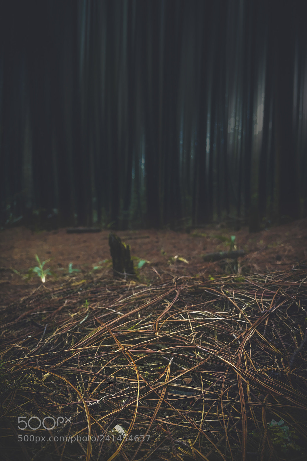 Apple iPhone 6s sample photo. In the forest photography