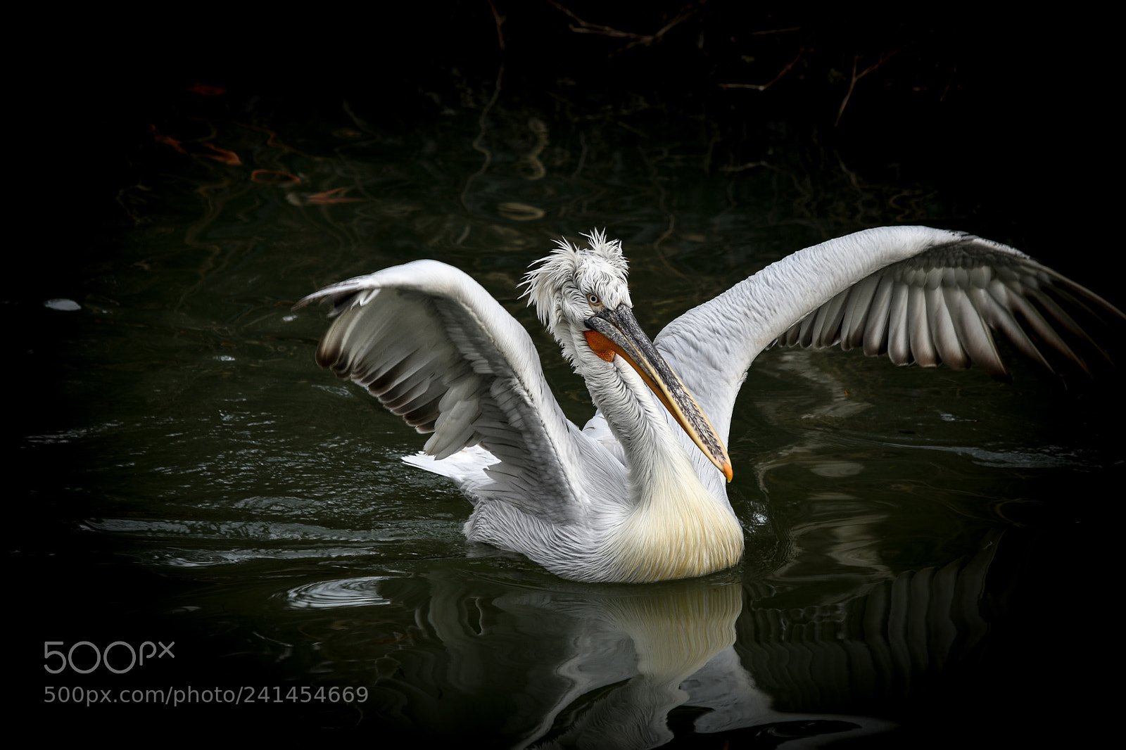 Nikon D5500 sample photo. Spreading wings photography