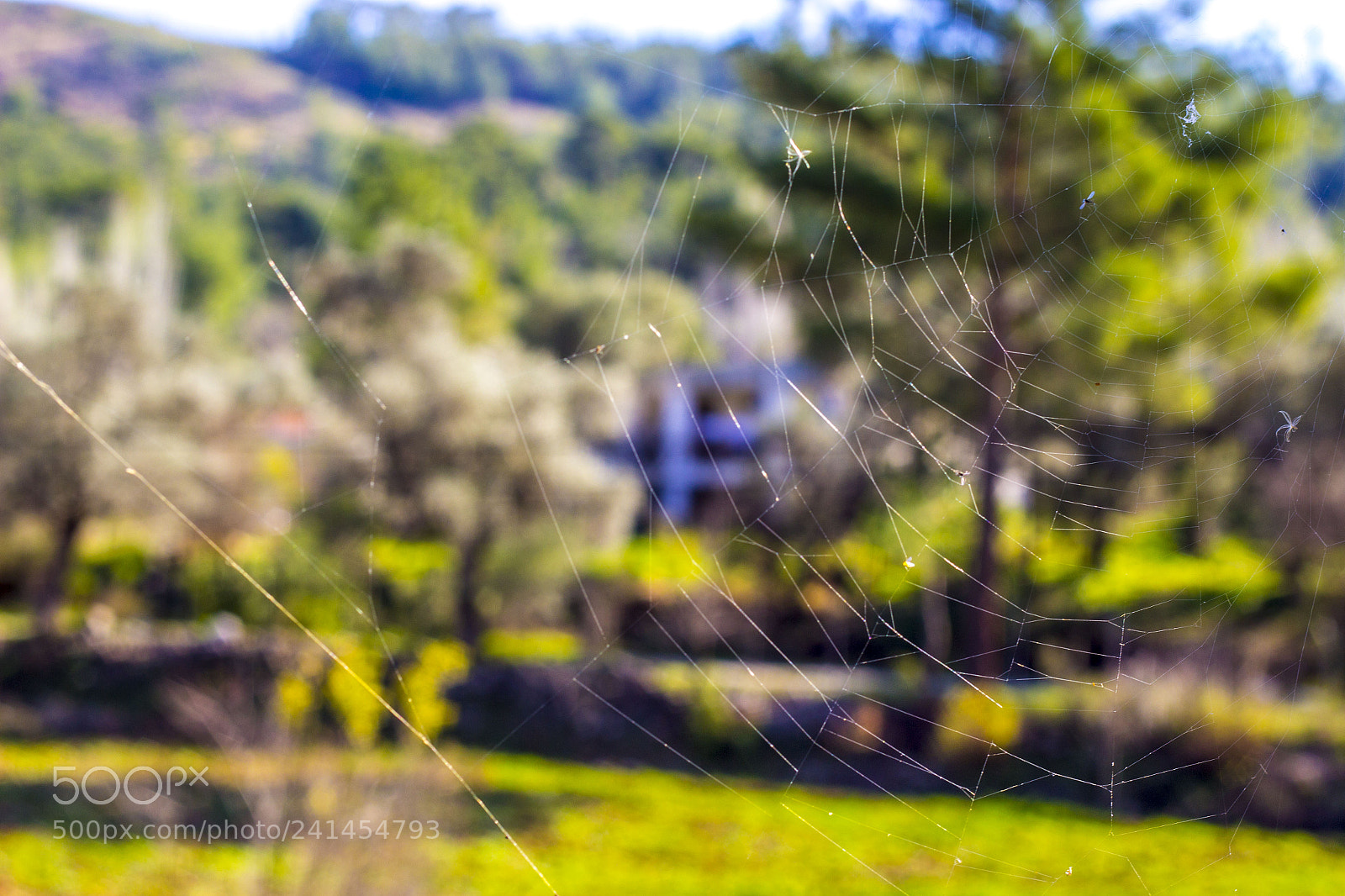 Canon EOS 1200D (EOS Rebel T5 / EOS Kiss X70 / EOS Hi) sample photo. Spider web photography