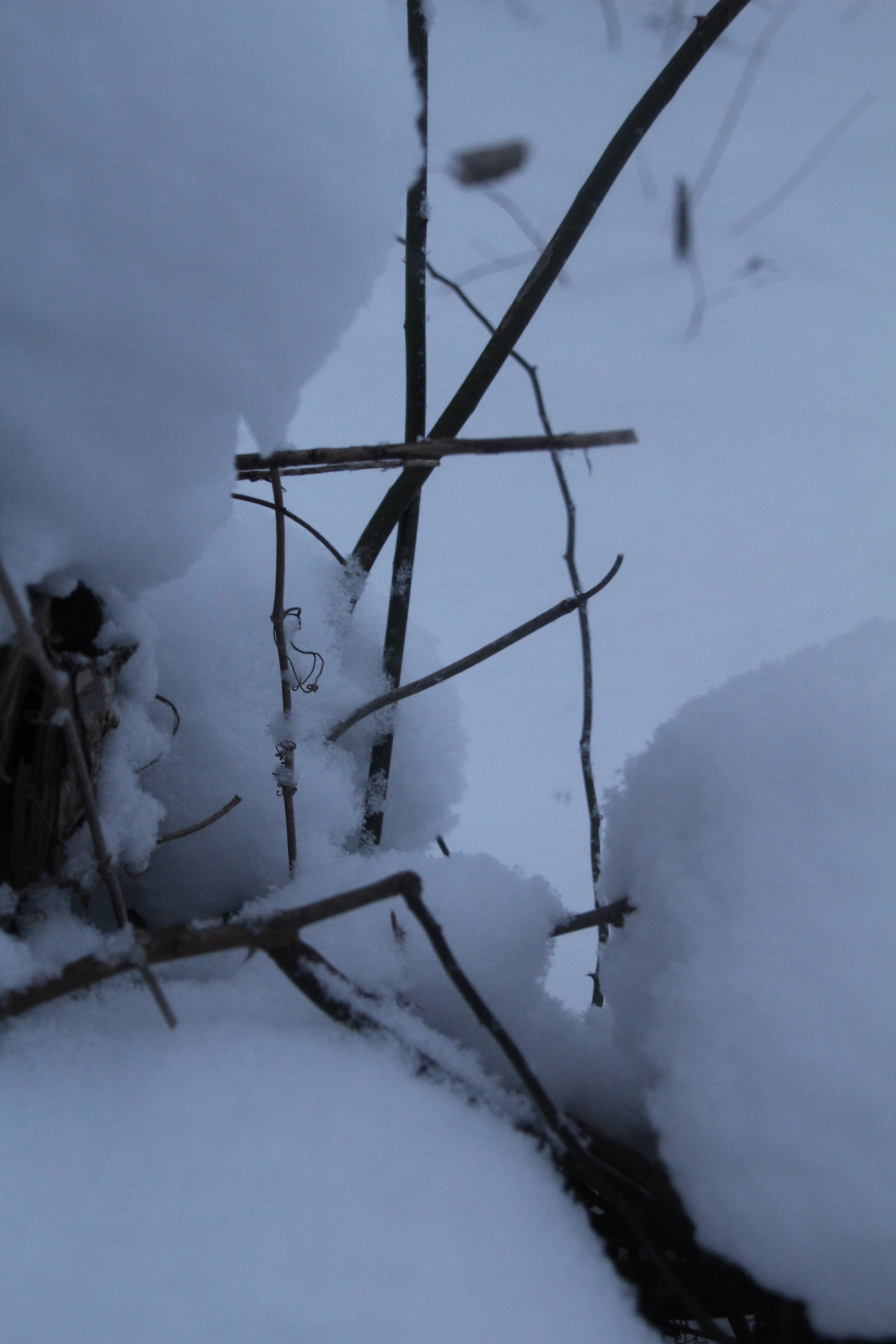 Canon EOS 1200D (EOS Rebel T5 / EOS Kiss X70 / EOS Hi) sample photo. Twigs close-up. 枝杈特寫鏡頭。 primer plano de ramitas. photography