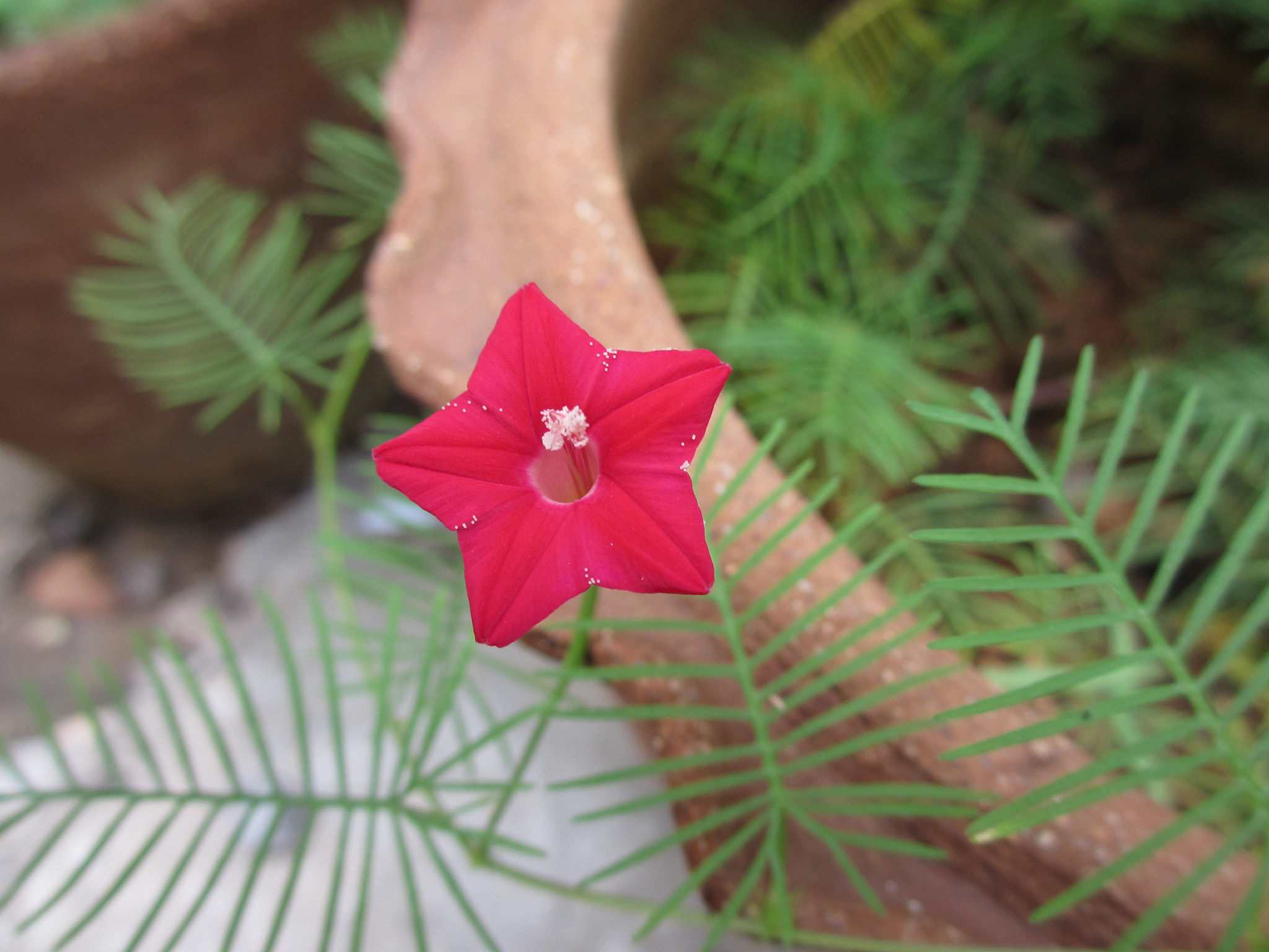 Canon PowerShot ELPH 310 HS (IXUS 230 HS / IXY 600F) sample photo. Red star flower photography