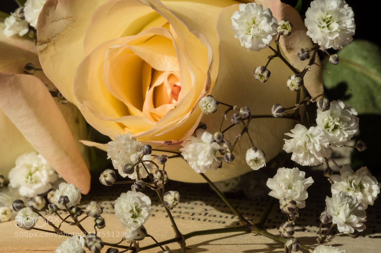 Fujifilm X-T2 sample photo. Rose photography