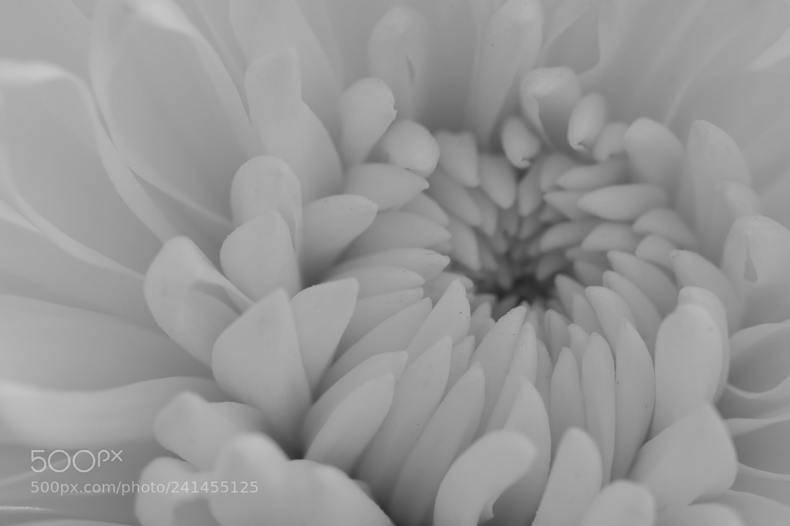 Fujifilm X-T2 sample photo. Daisy photography