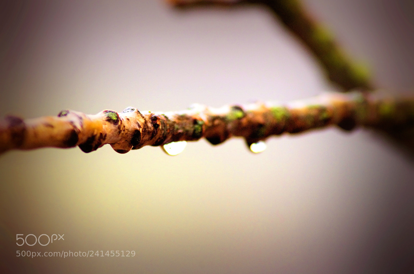 Pentax K-5 sample photo. Untitled photography