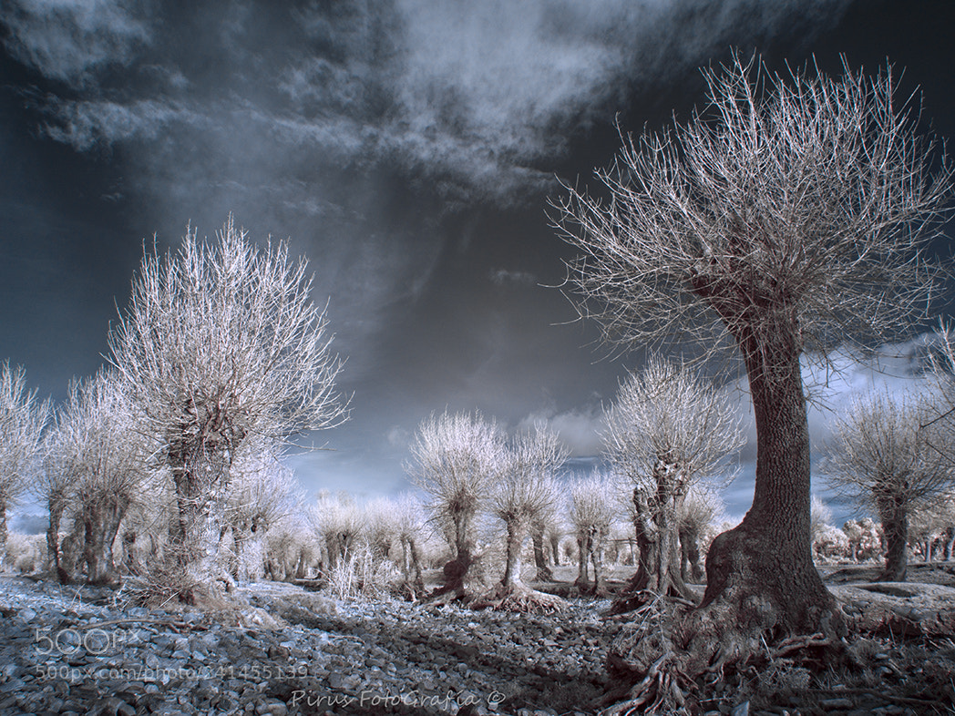 Olympus OM-D E-M5 sample photo. Magic forest photography