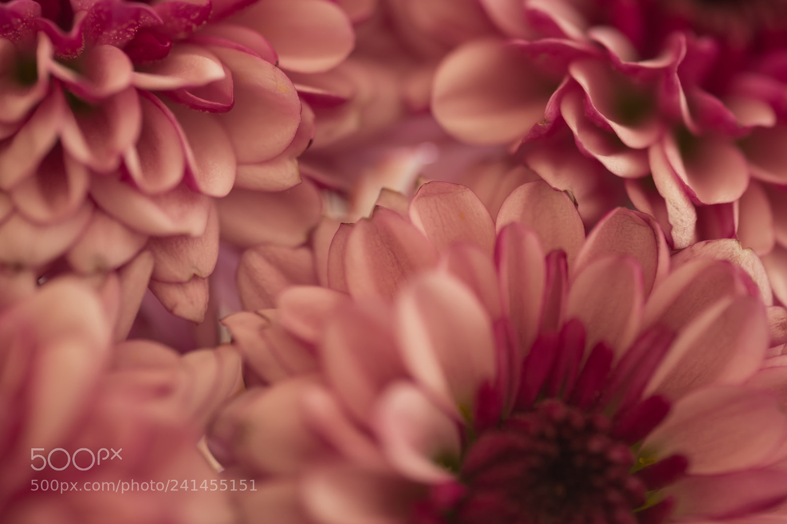 Fujifilm X-T2 sample photo. Flowers photography