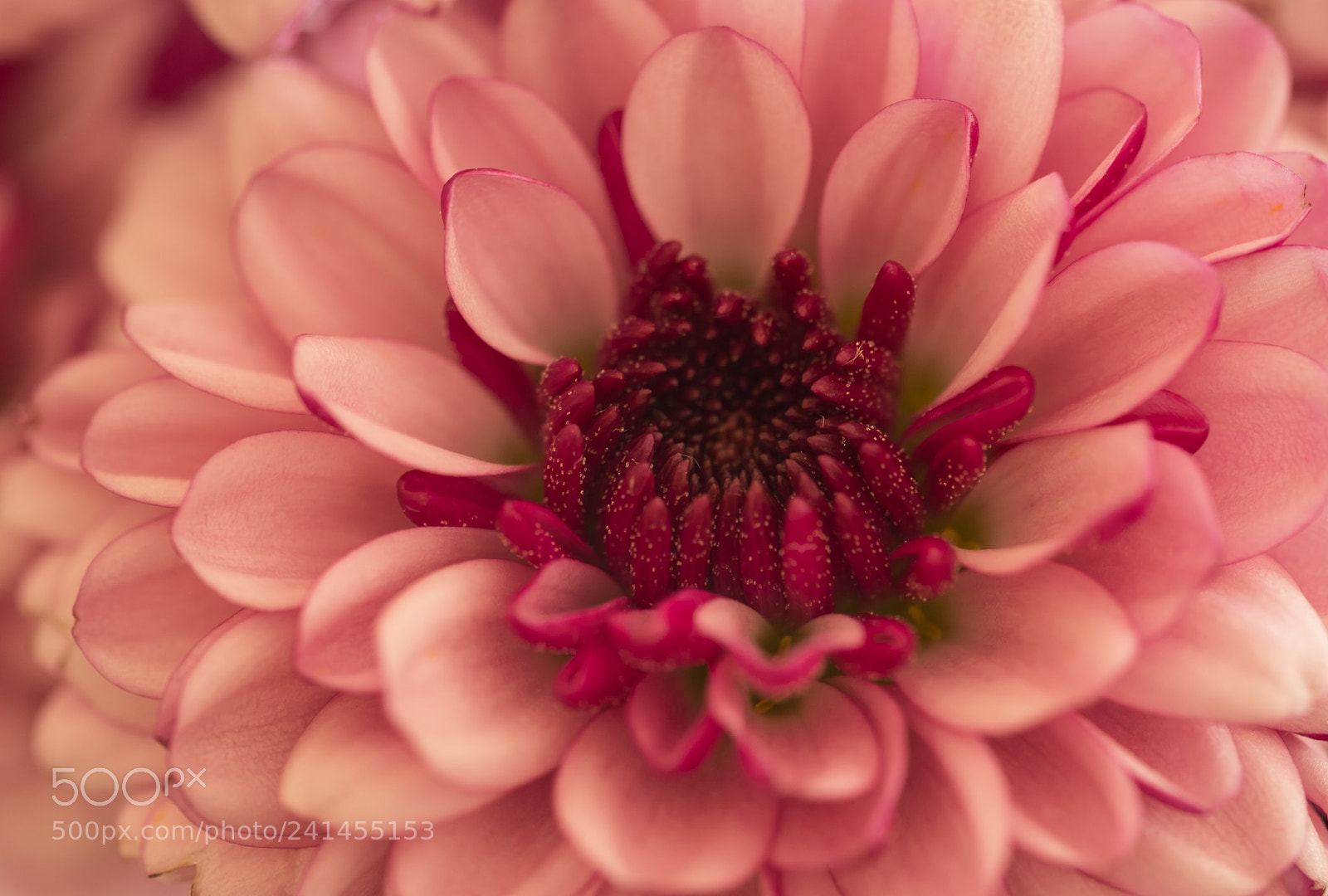 Fujifilm X-T2 sample photo. Daisy photography