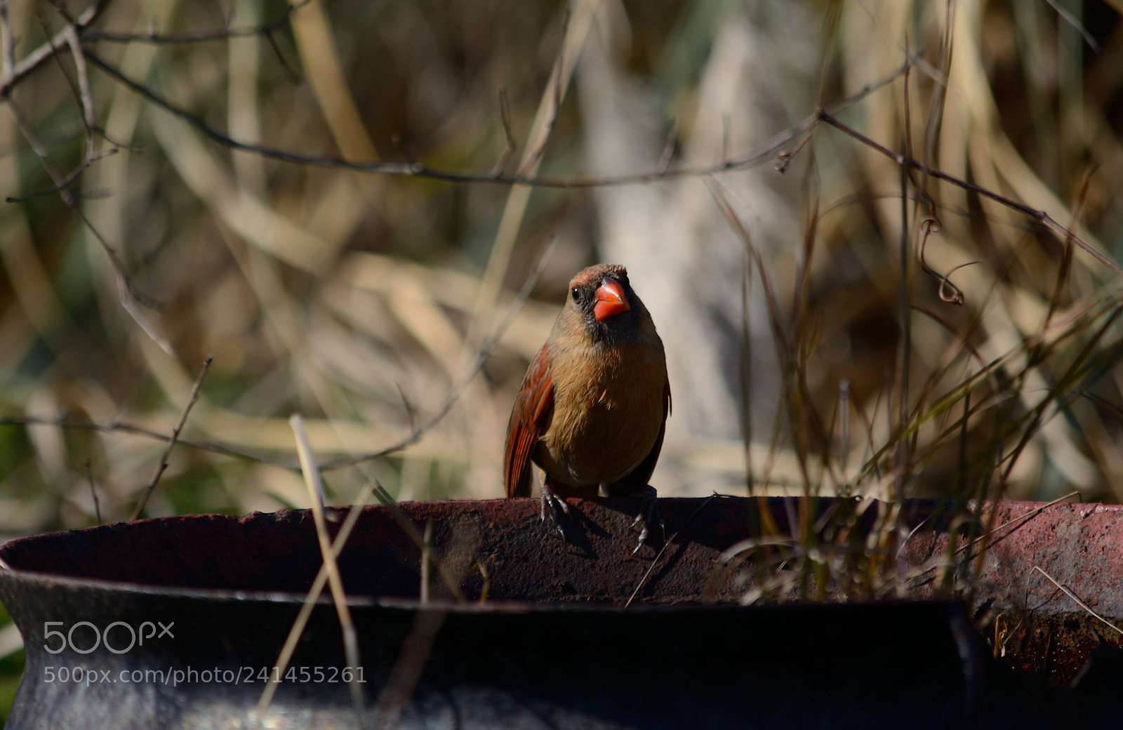 Nikon D7100 sample photo. Lady cardinal photography