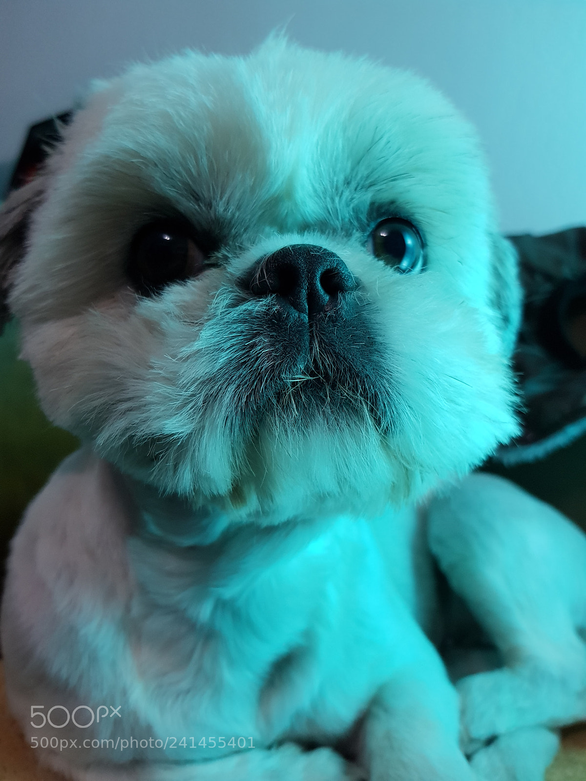 Samsung Galaxy S8 sample photo. Her little nose photography