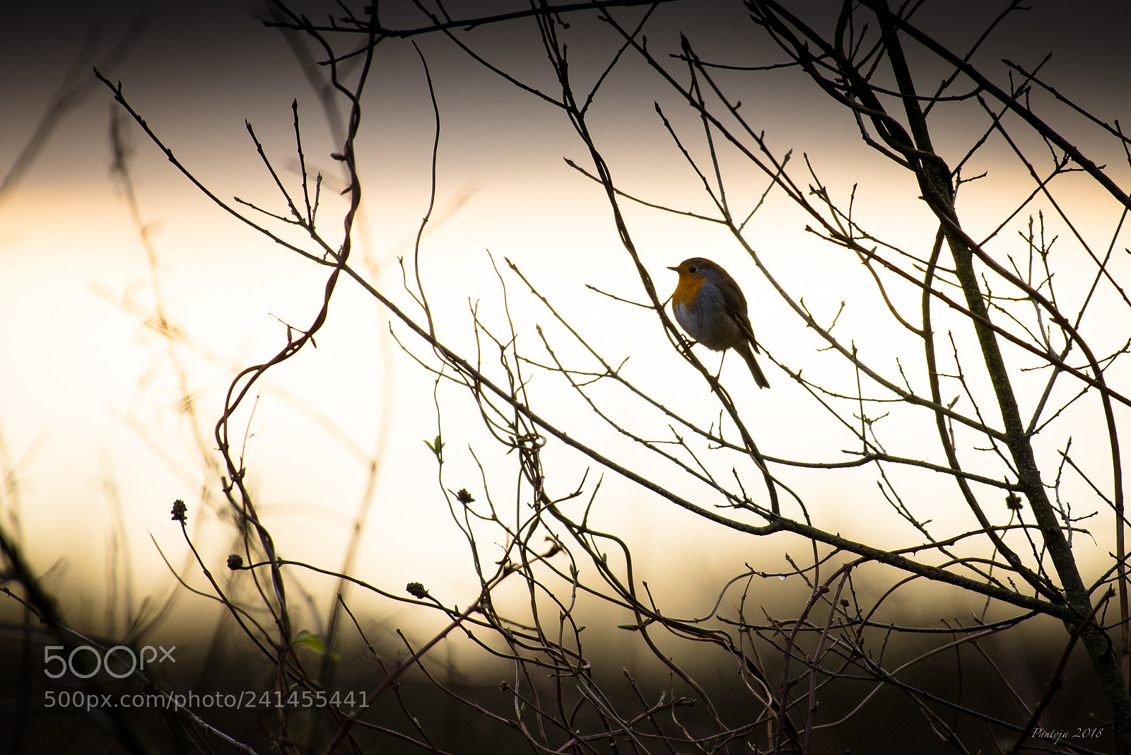 Nikon D600 sample photo. The little robin ll photography