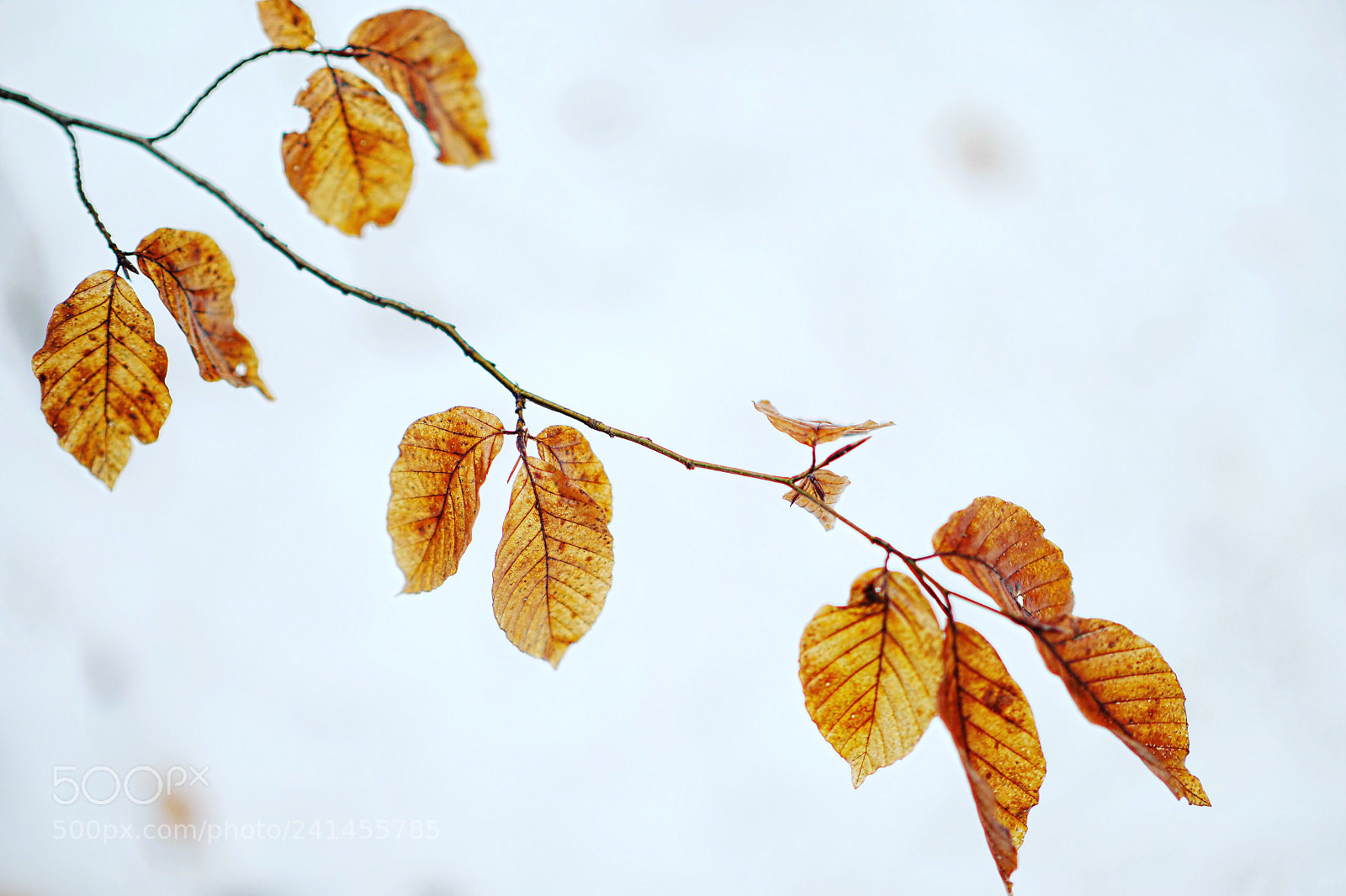 Panasonic Lumix DC-G9 sample photo. Winter walk photography