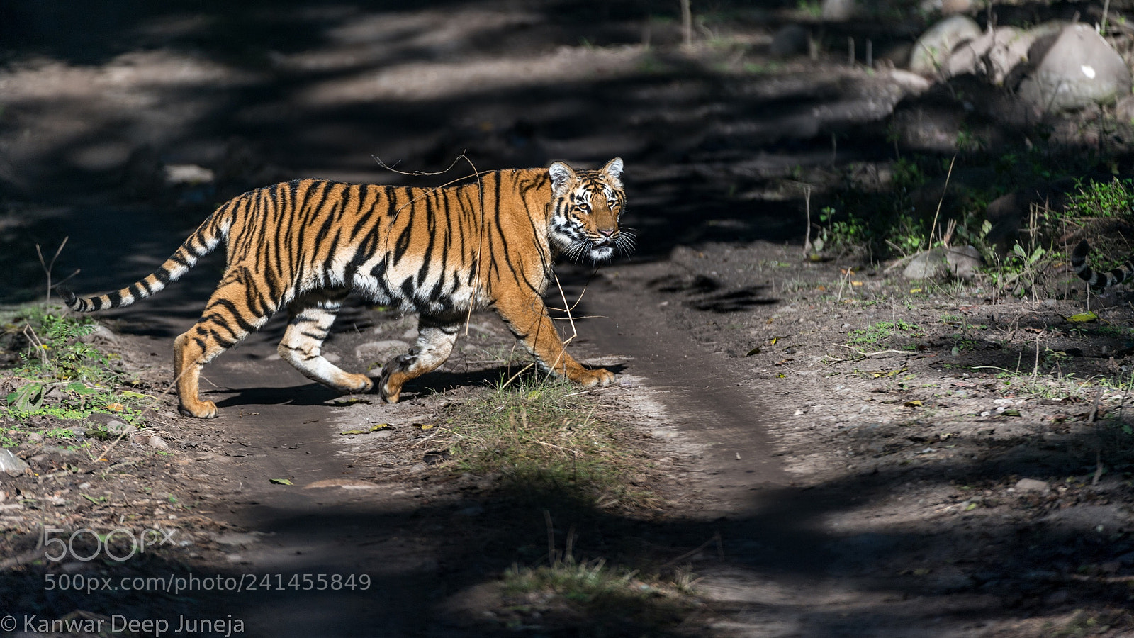 Nikon D5 sample photo. Tiger cub in winter photography