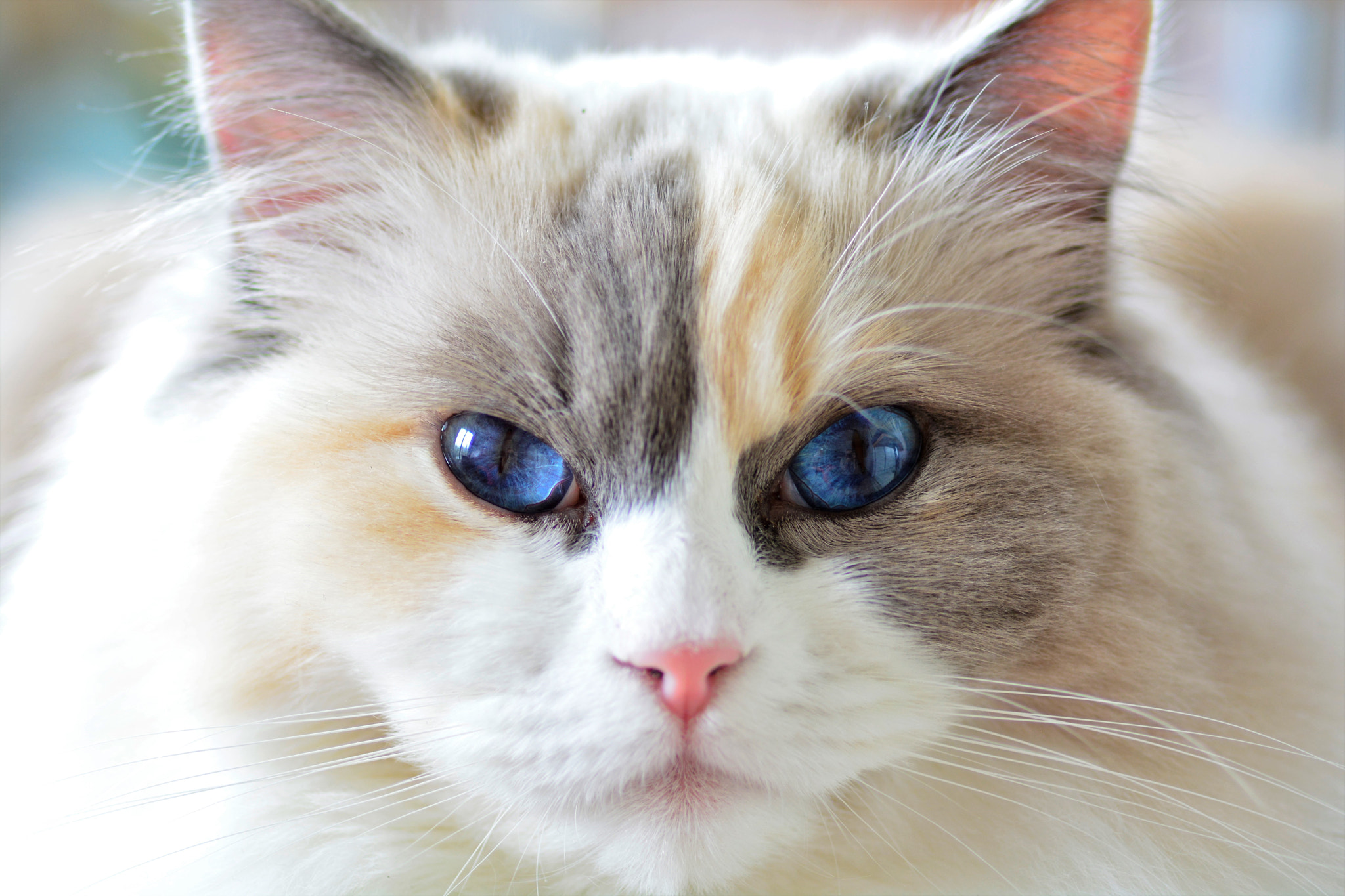 Nikon D7100 sample photo. My daughter's cat photography