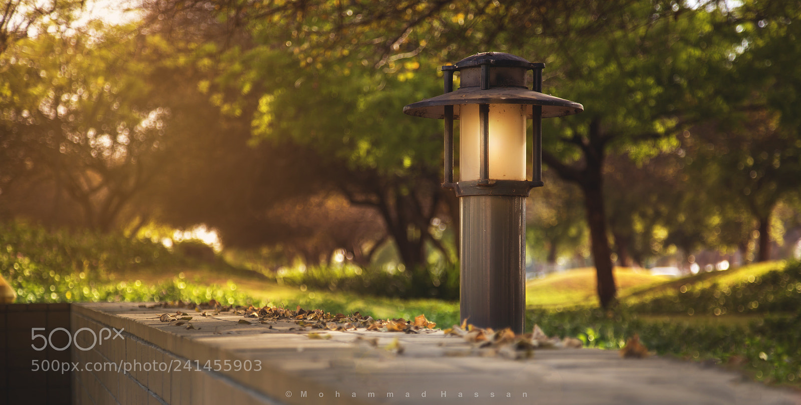 Canon EOS-1D X sample photo. Passion photography