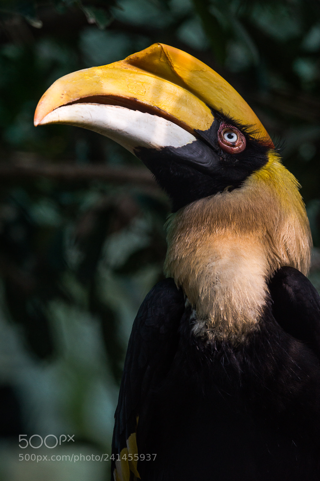 Sony SLT-A99V sample photo. The great hornbill photography