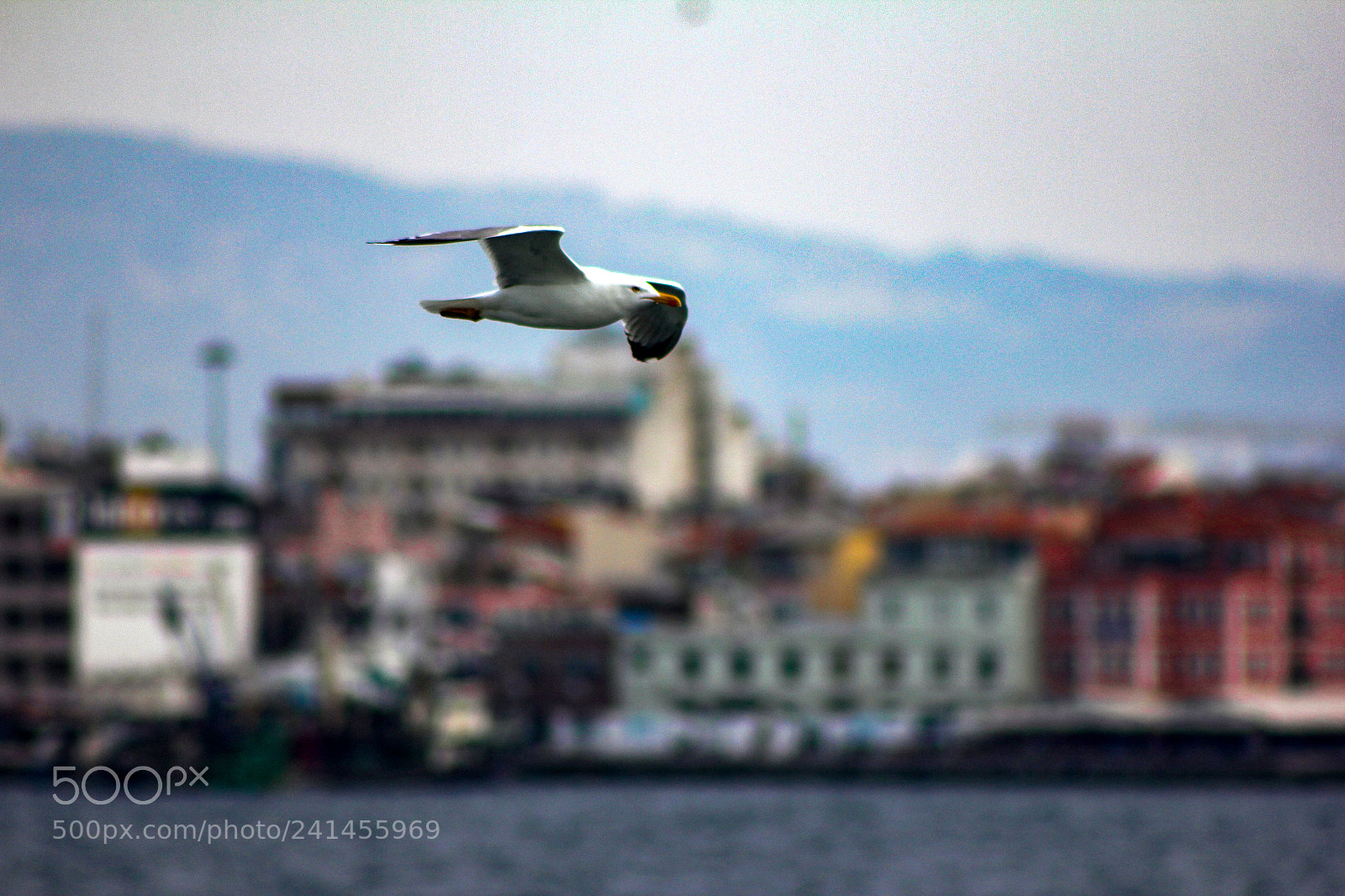 Canon EOS 60D sample photo. Seagull photography
