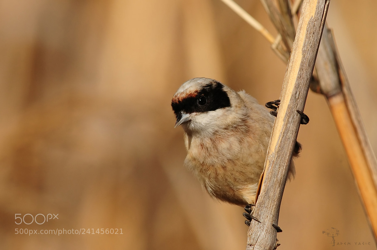 Nikon D300 sample photo. Penduline tit photography