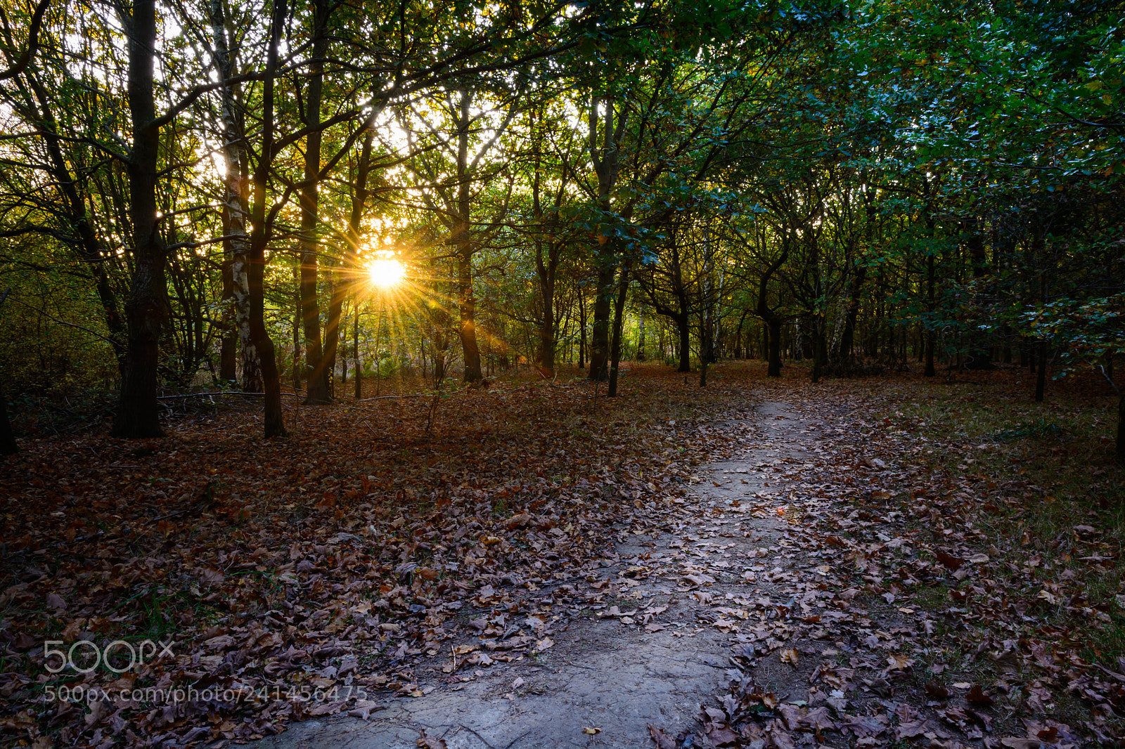 Nikon D7100 sample photo. If the path be photography