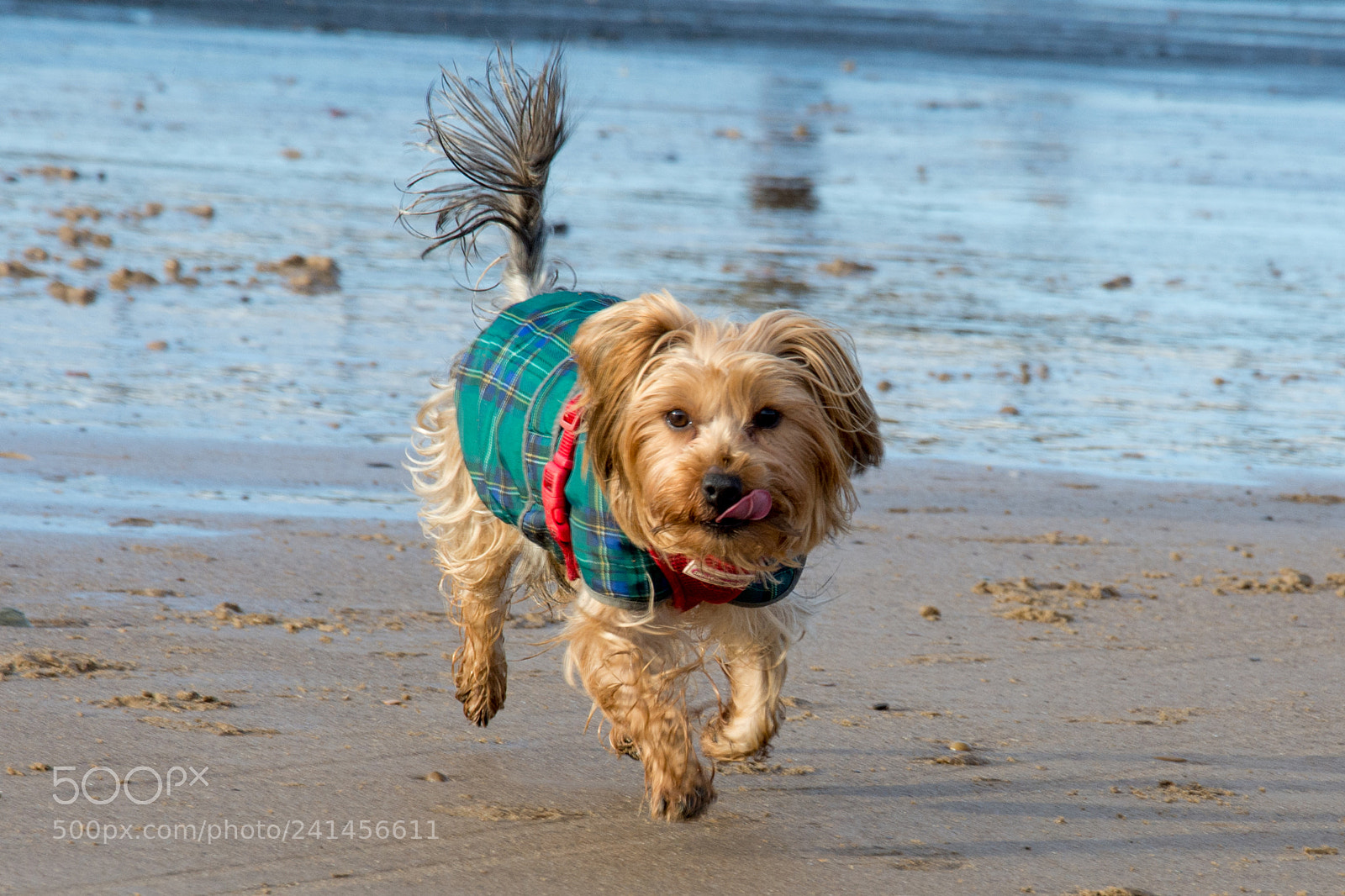 Nikon D7100 sample photo. Annie on the beach photography