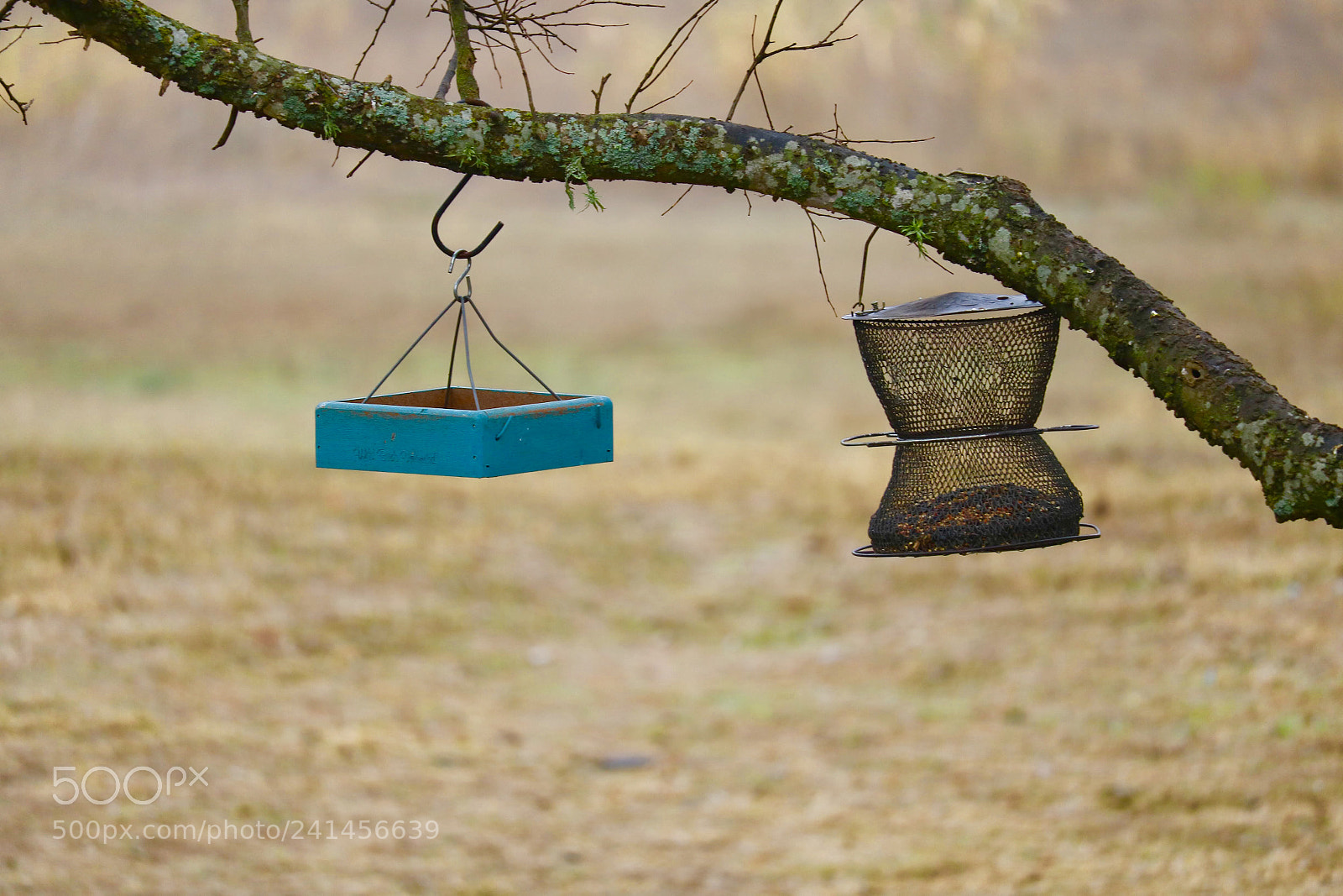 Canon EOS 750D (EOS Rebel T6i / EOS Kiss X8i) sample photo. Bird feeders photography