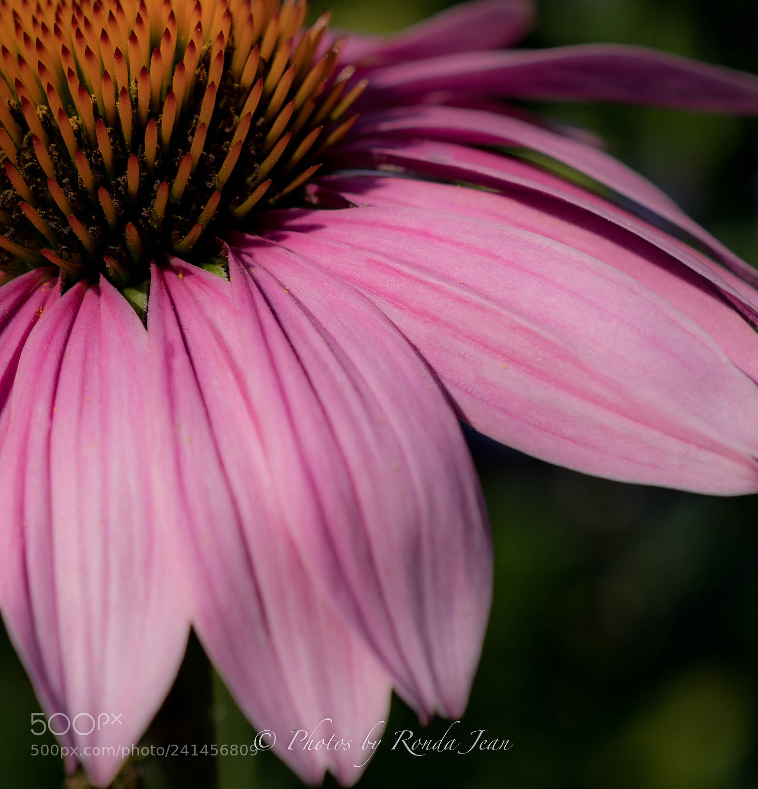 Nikon D500 sample photo. Untitled photography