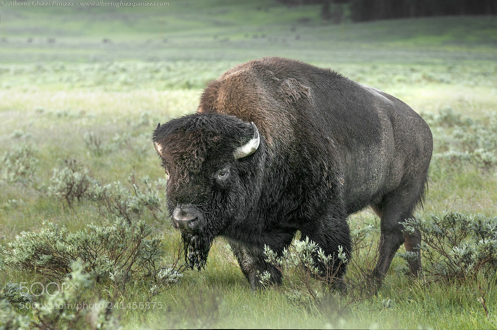 Nikon D300S sample photo. American bison photography